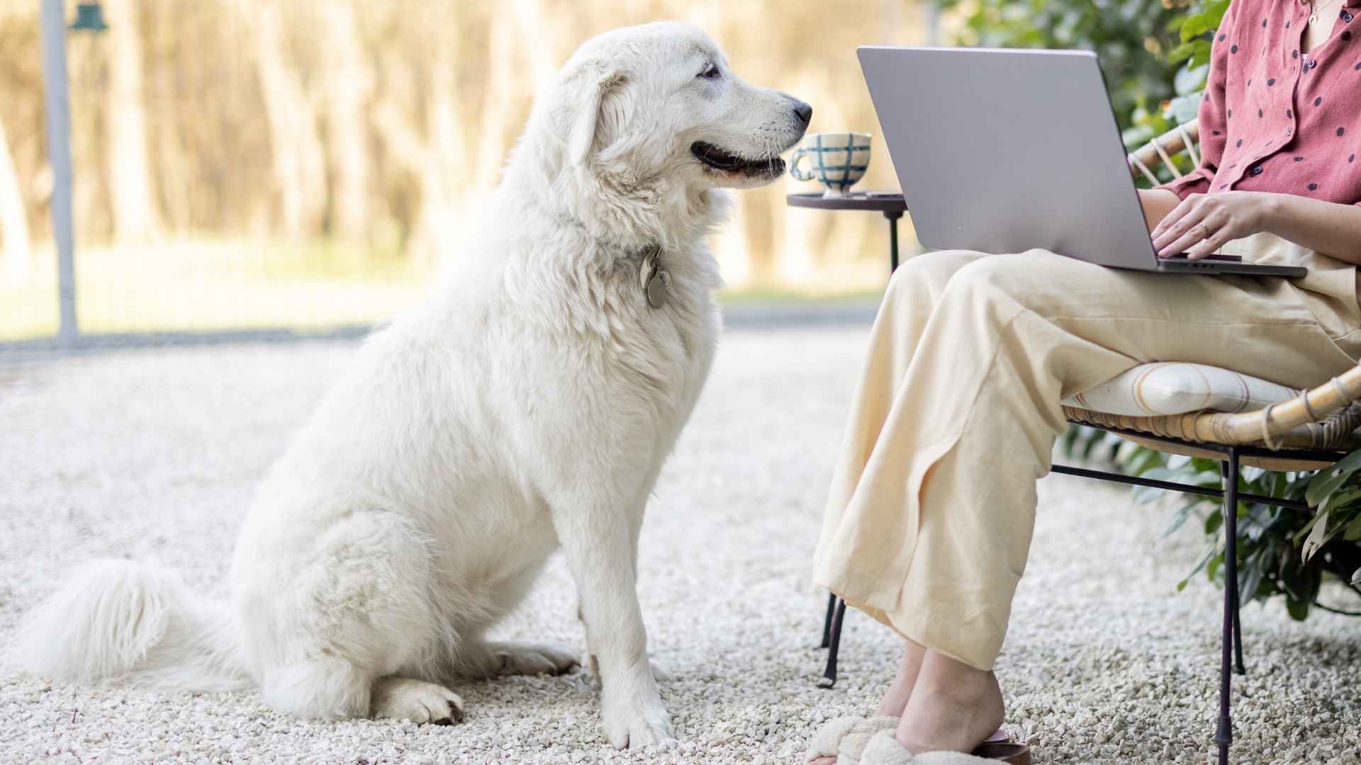 10 Dog Breeds Perfect for Digital Nomads That Adapt Easily