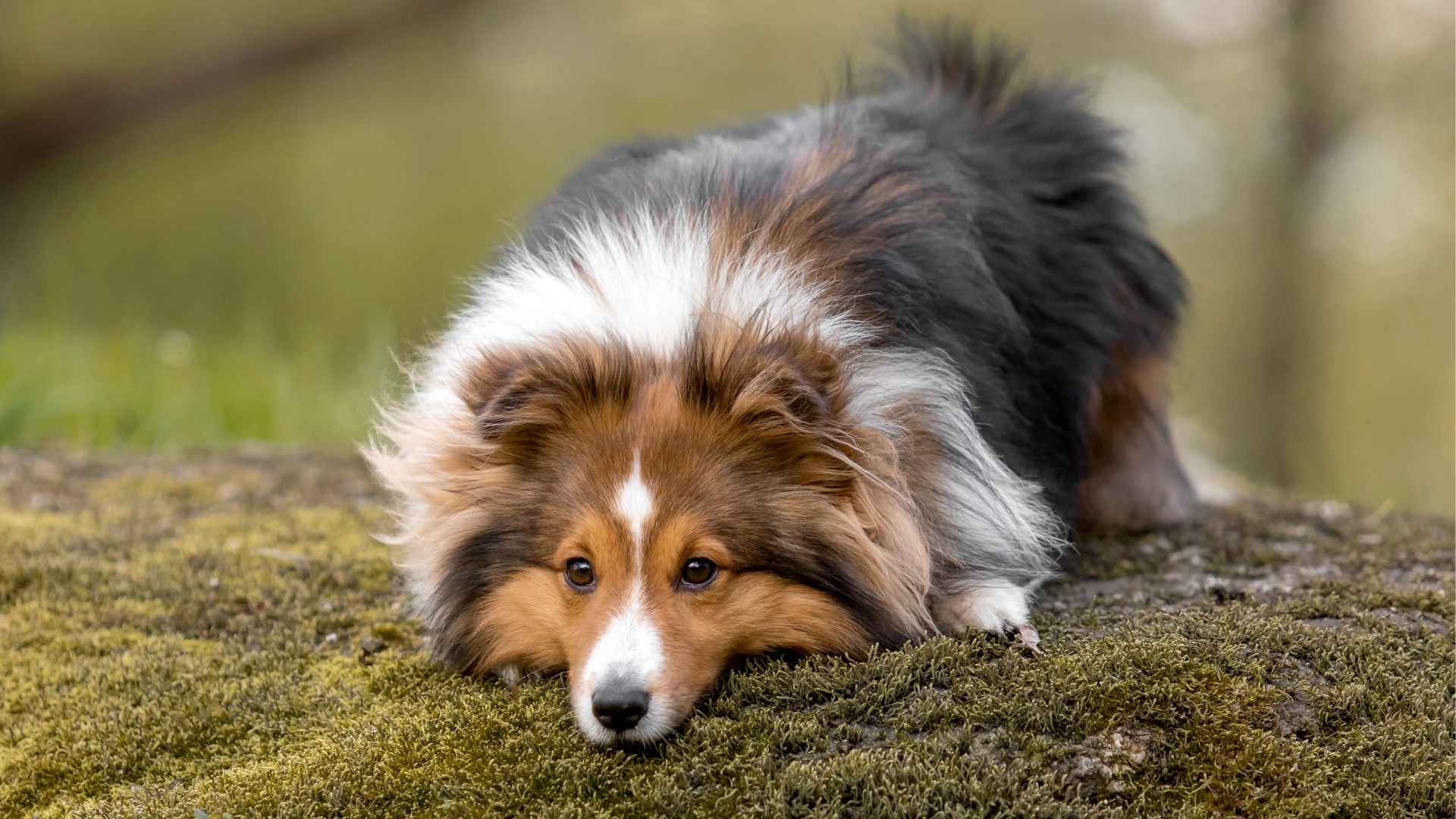 10 Dog Breeds Prone To Severe Anxiety