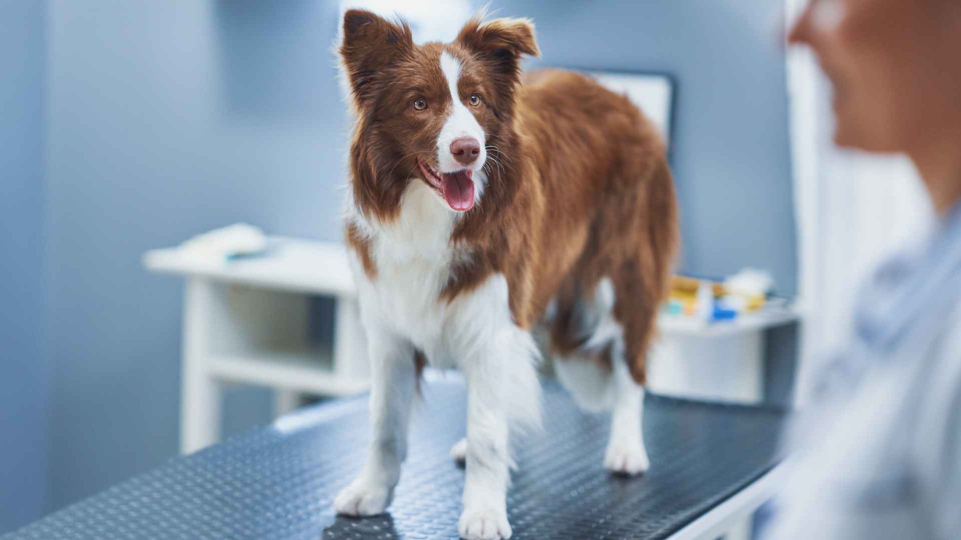 10 Dog Breeds Rarely Needing Vet Visits That Stay Healthy Naturally