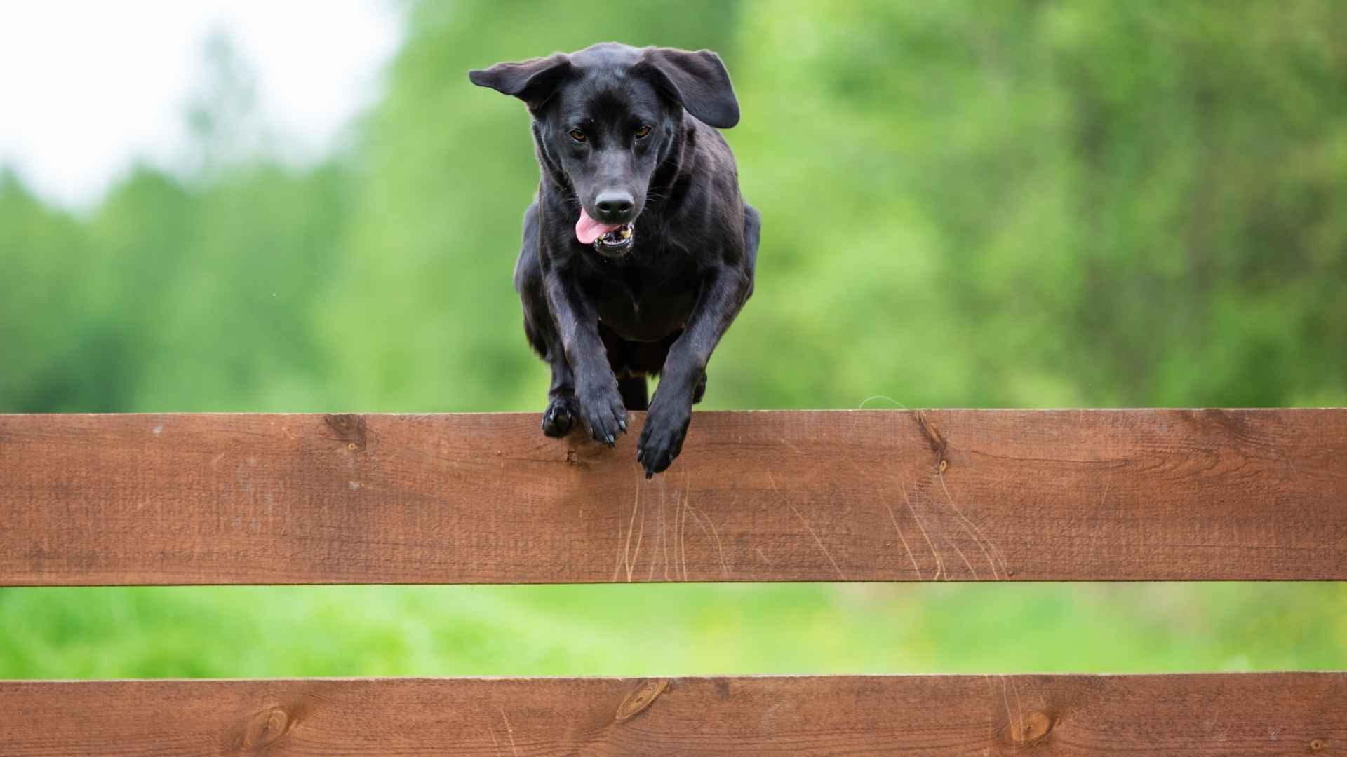 10 Dog Breeds Secretly Amazing At Escaping (and Outsmarting Owners!)