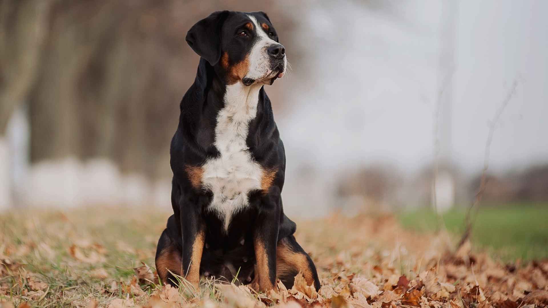 10 Dog Breeds Similar to Bernese Mountain Dog That You’ll Instantly Love