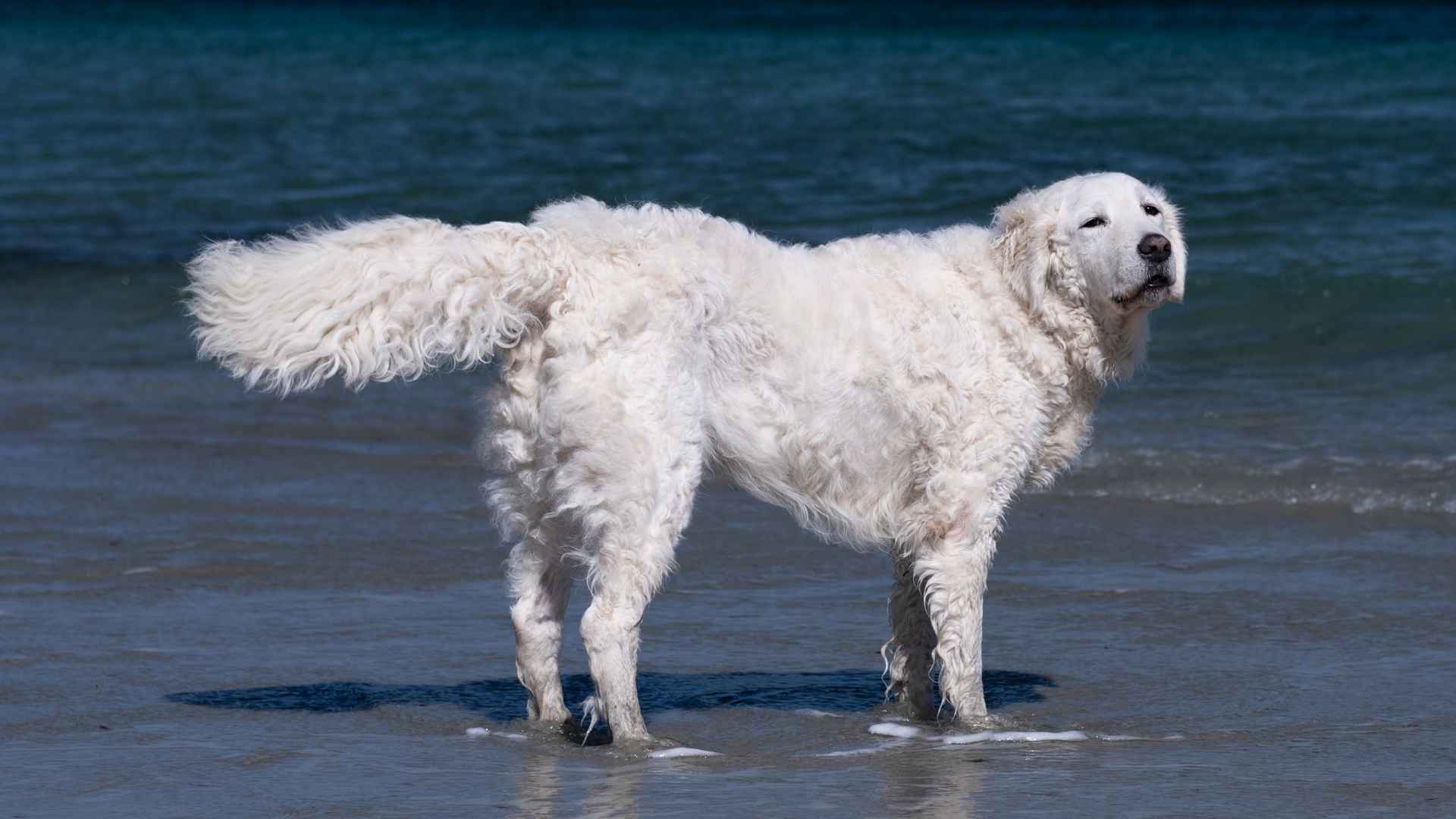10 Dog Breeds Similar to Great Pyrenees