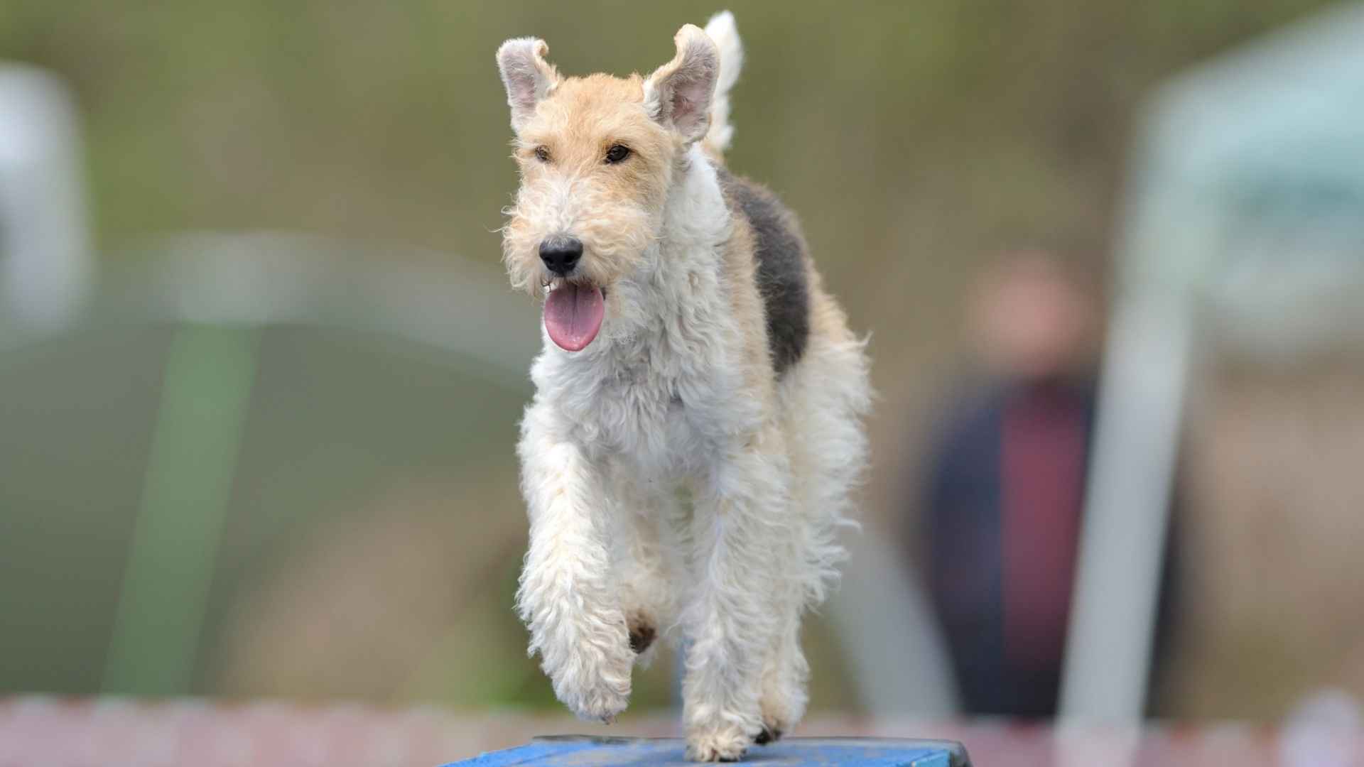 10 Dog Breeds Similar to Jack Russell