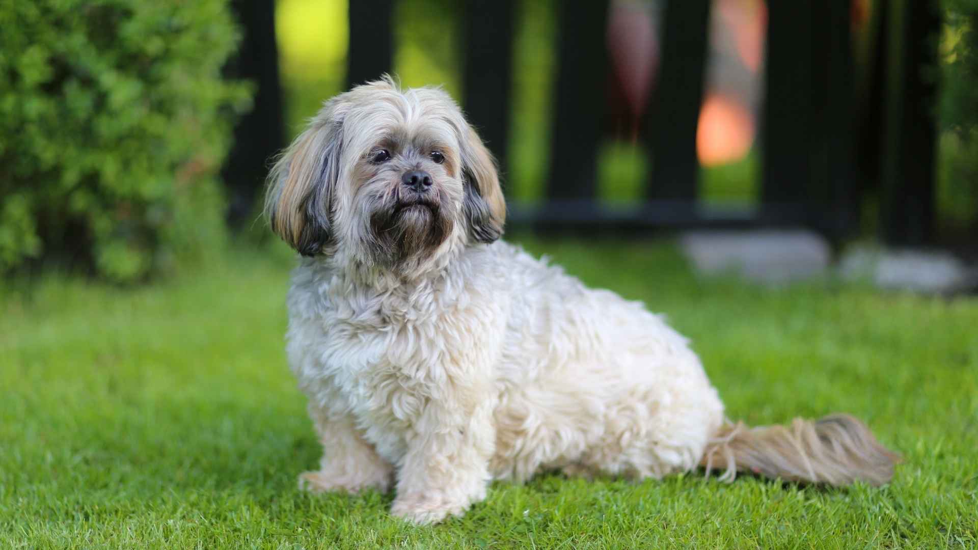 10 Dog Breeds Similar to Shih Tzus
