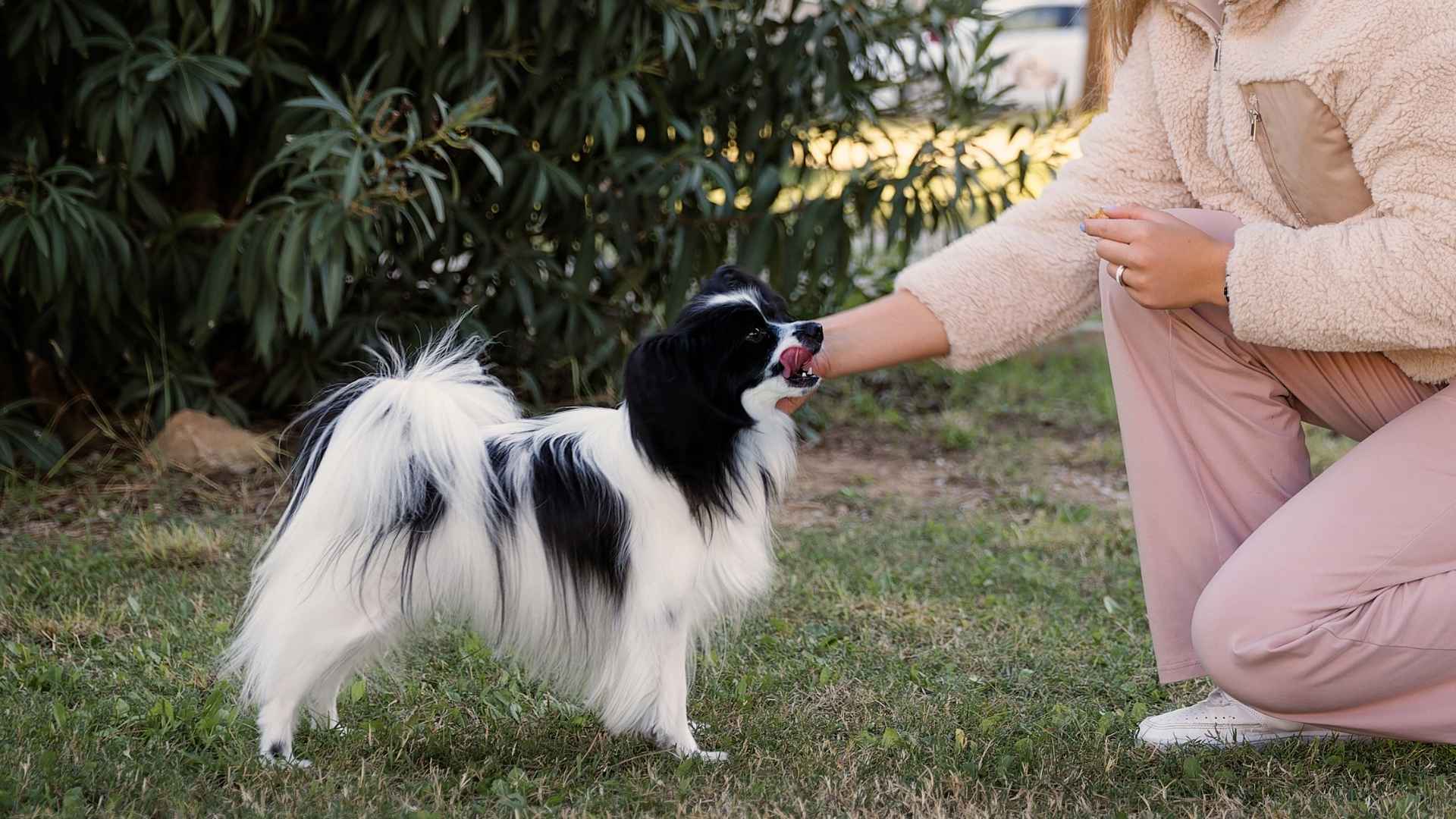 10 Dog Breeds That Aim To Please Their Humans
