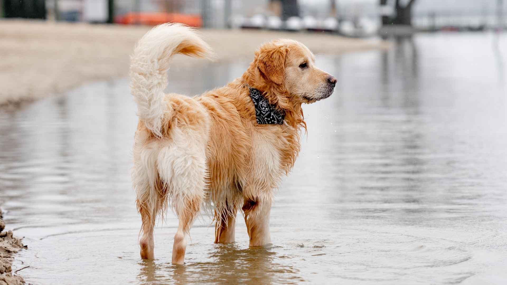 10 Dog Breeds That Alert Owners Before Floods