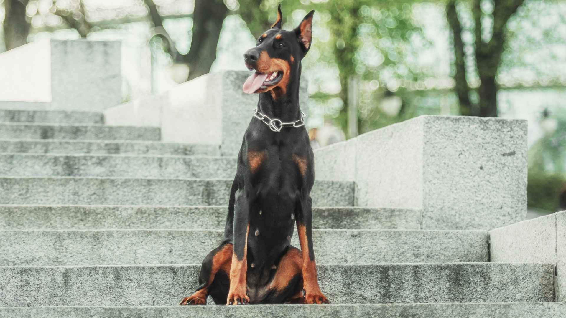 10 Dog Breeds That Are Alert and Quick to React