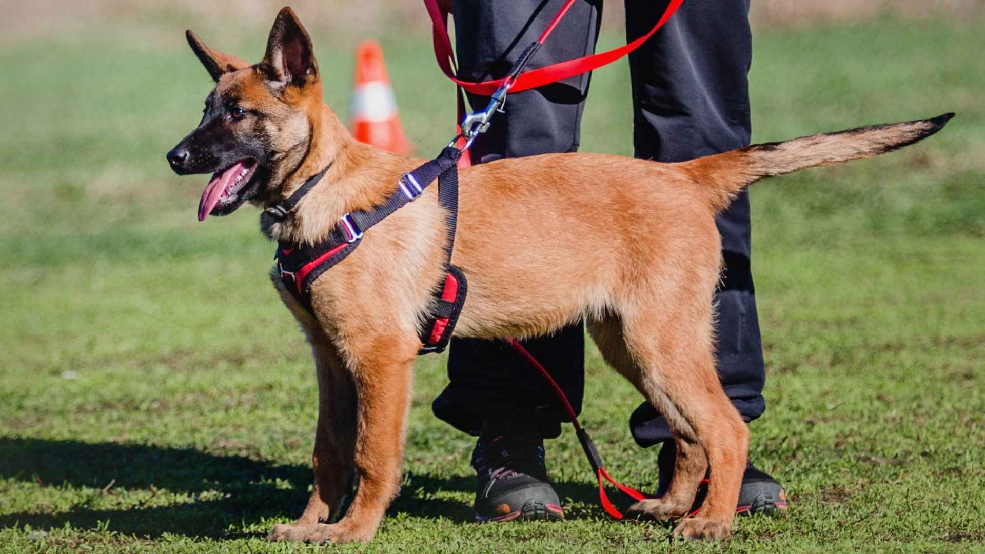 10 Dog Breeds That Are Always Up for a Challenge: Energy-Driven Breeds