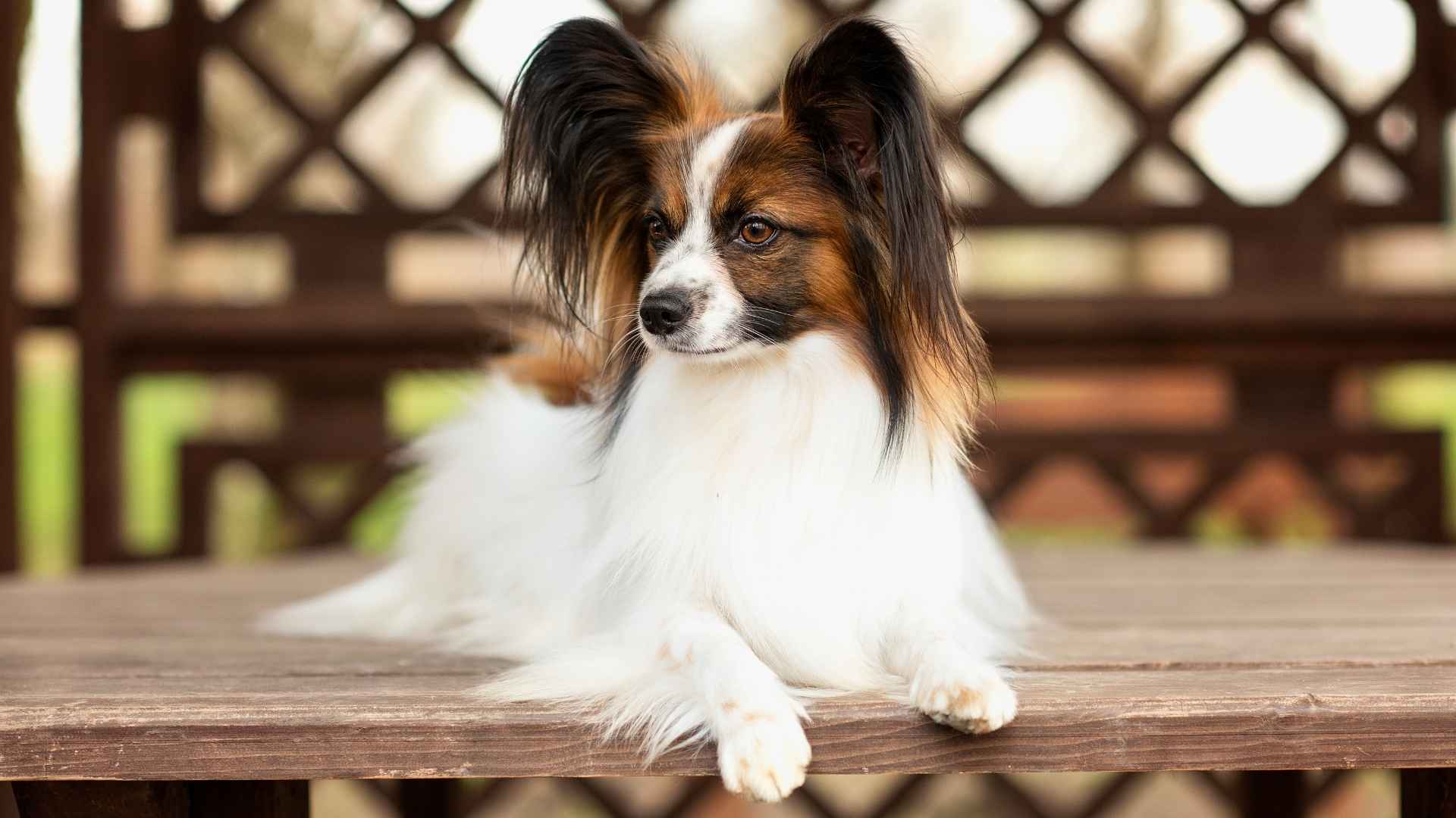 10 Dog Breeds That Are Smarter Than You Think