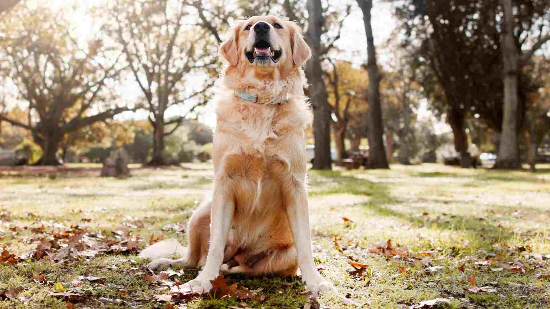 10 Dog Breeds That Bark At Their Own Bark Echoes