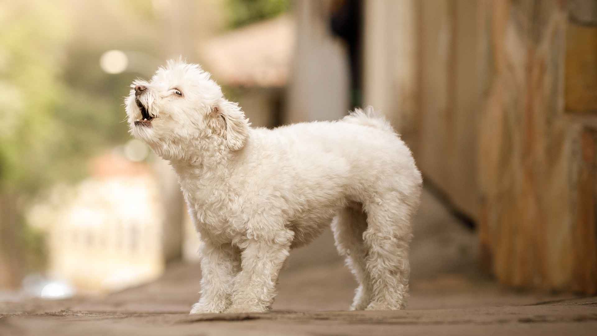 10 Dog Breeds That Bark Before Earthquakes Start