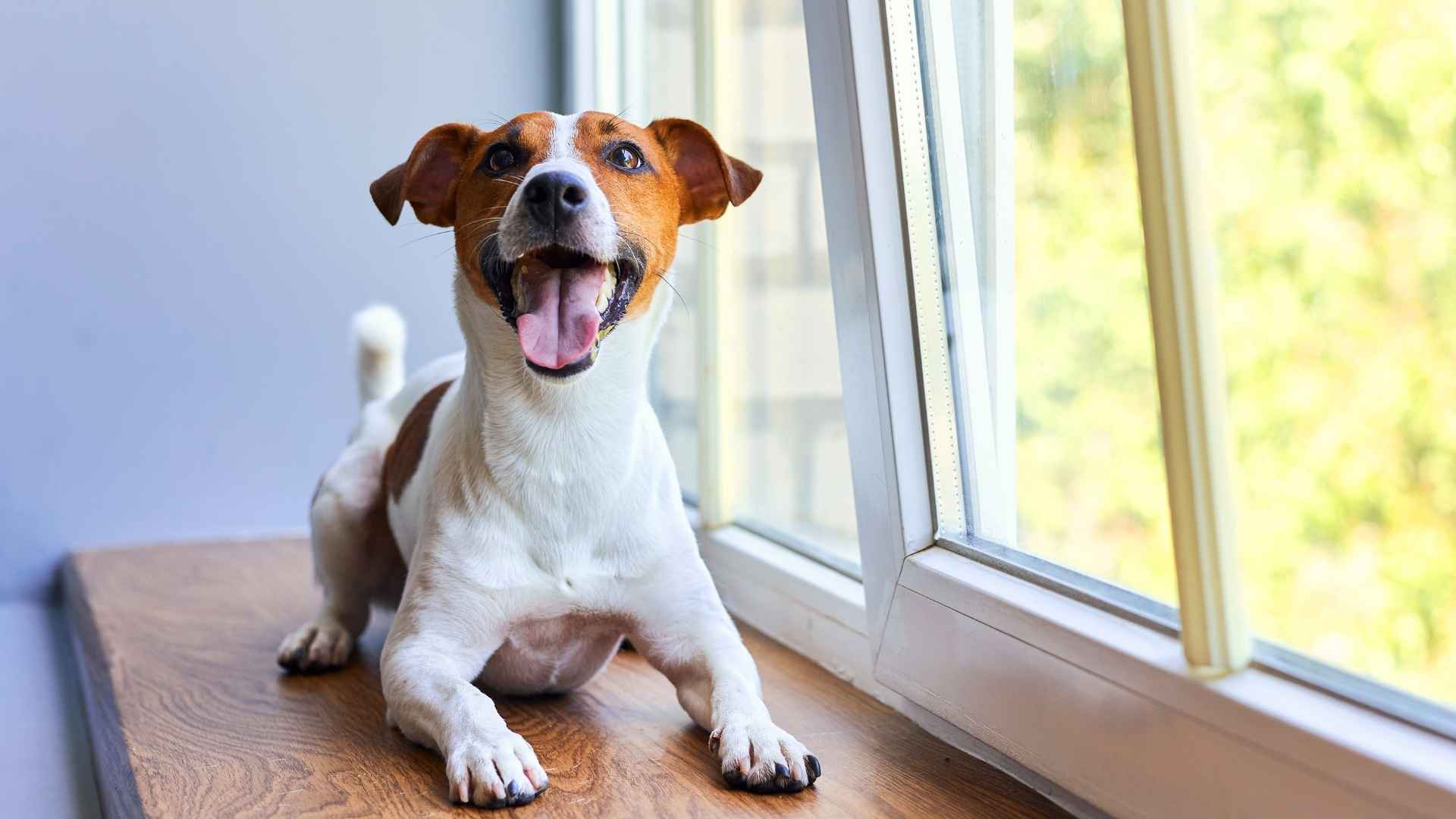 10 Dog Breeds That Bark Before Visitors Reach Houses