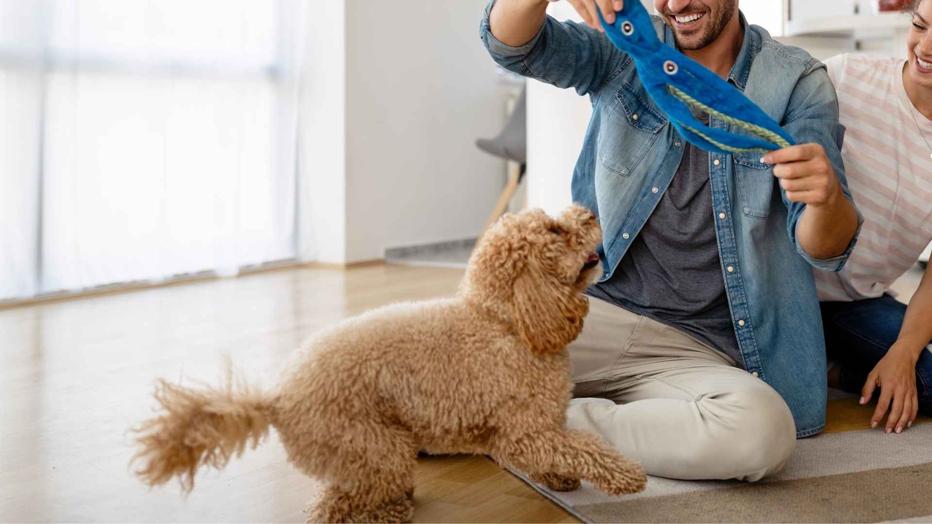 10 Dog Breeds That Bring Toys to Guests They Just Met