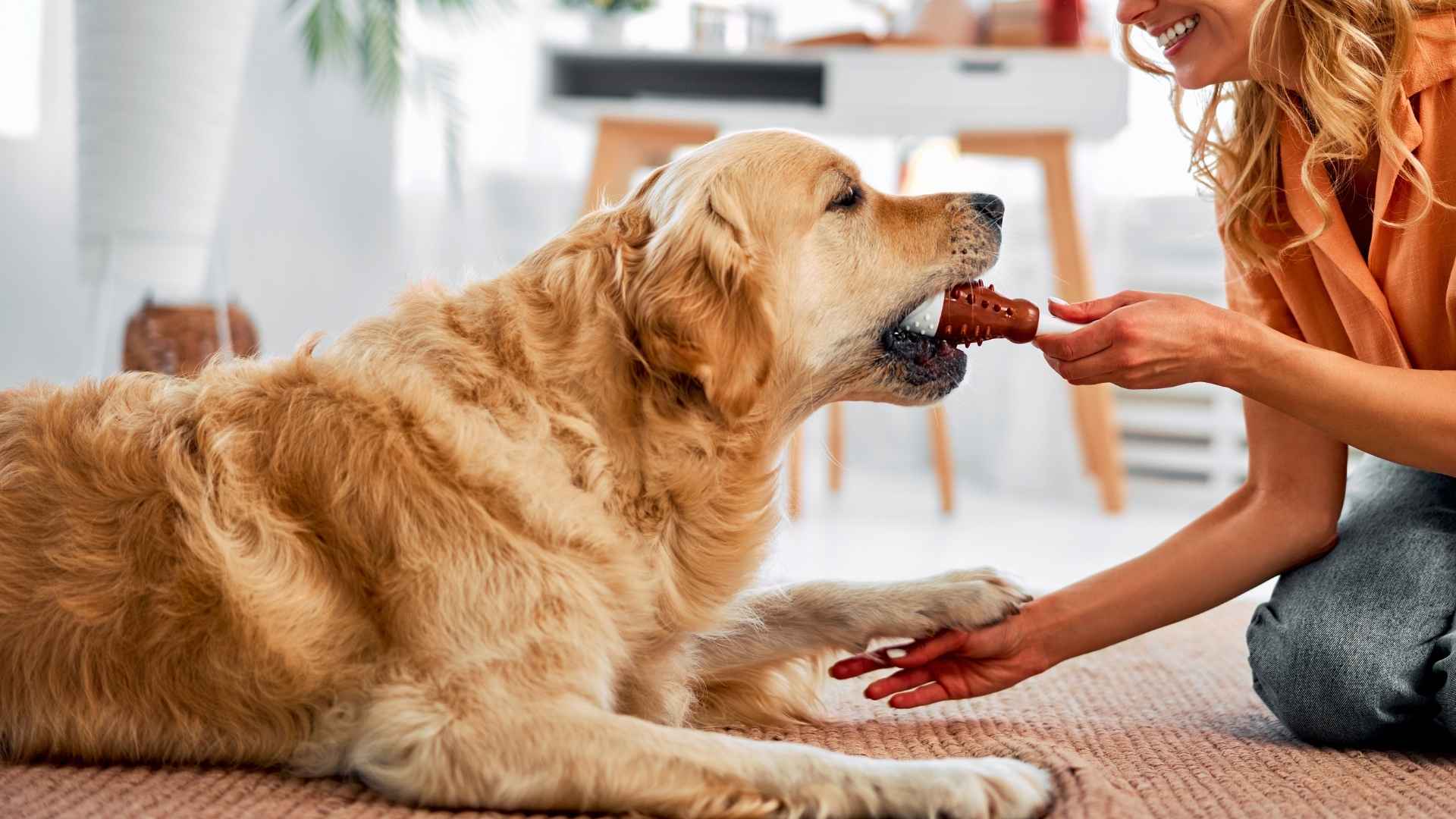 10 Dog Breeds That Bring Toys to Owners to Say “I Love You”