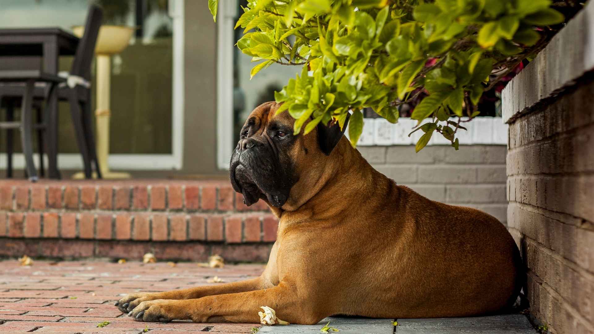 10 Dog Breeds That Can Outsmart Intruders With Brainpower