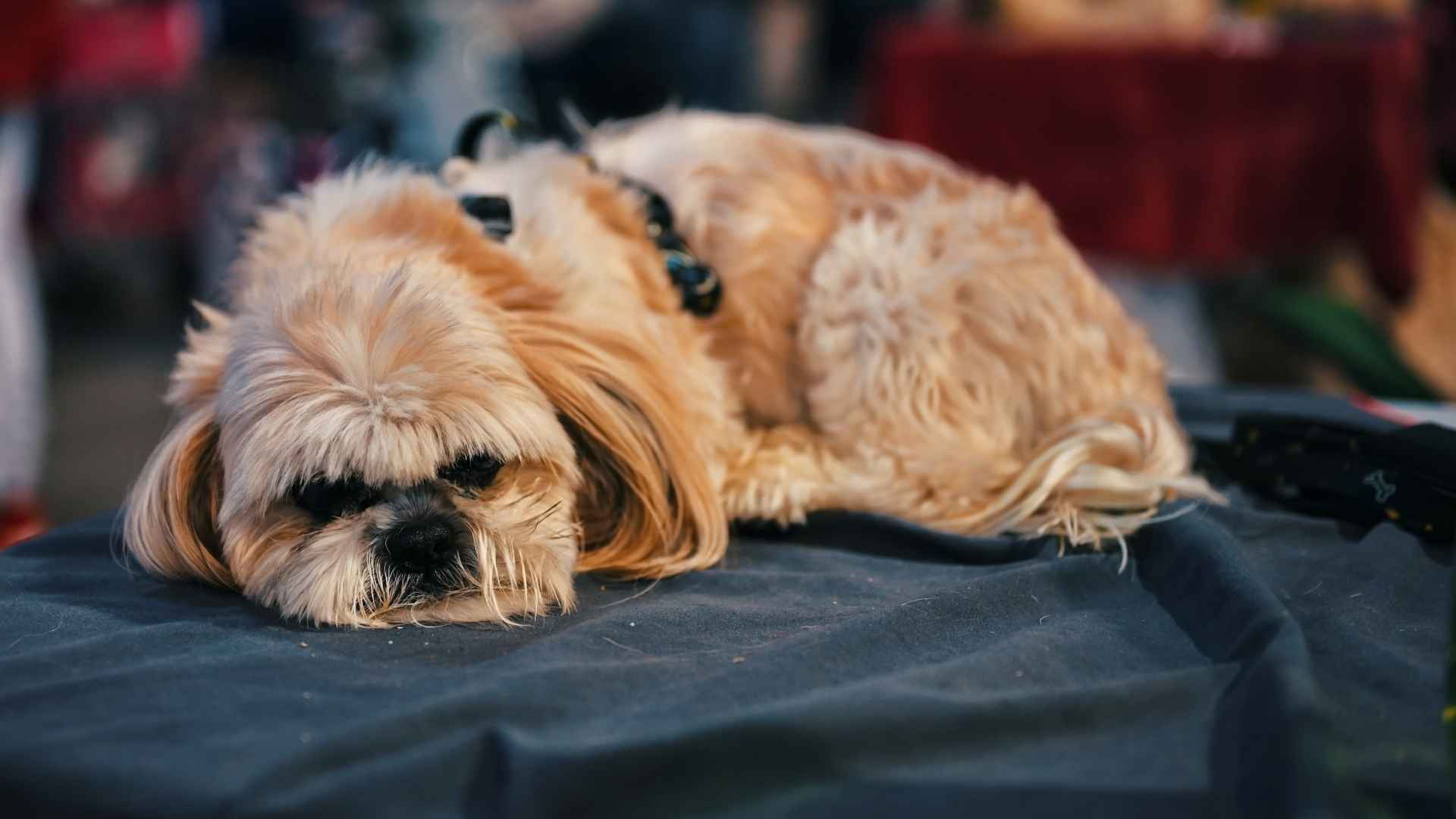 10 Dog Breeds That Can Sleep Through Anything No Matter What