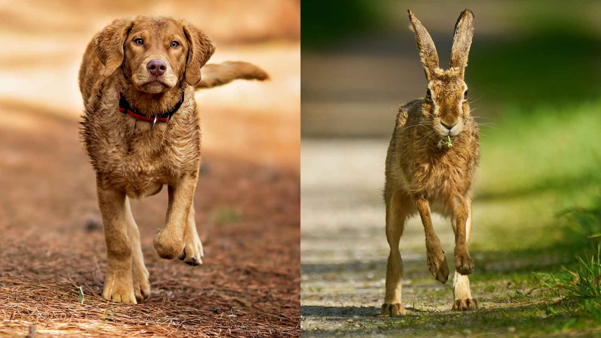 10 Dog Breeds That Catch Wild Hares With Speed