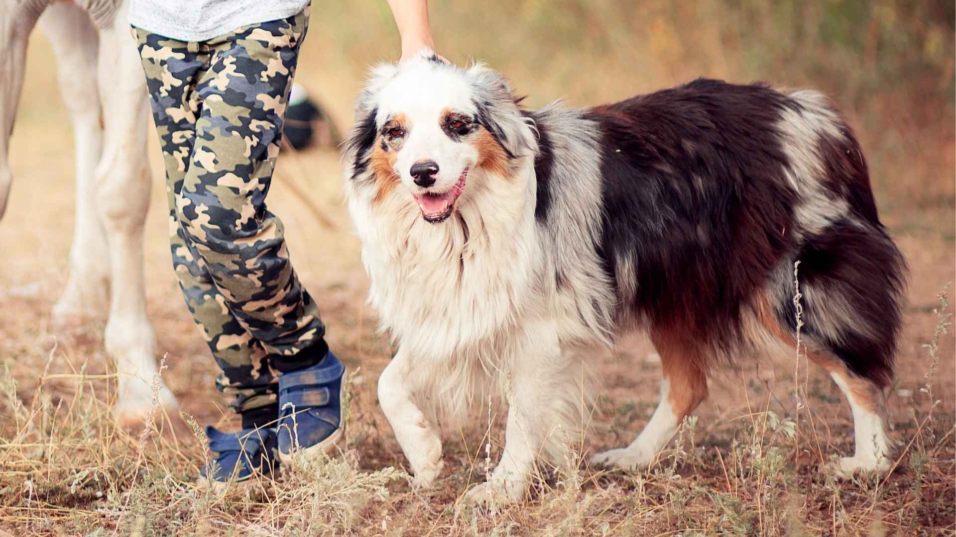 10 Dog Breeds That Circle Kids During Outdoor Play