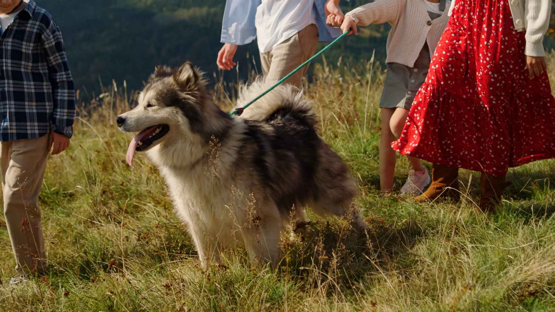 10 Dog Breeds That Excel At Family Protection with Devotion and Strength