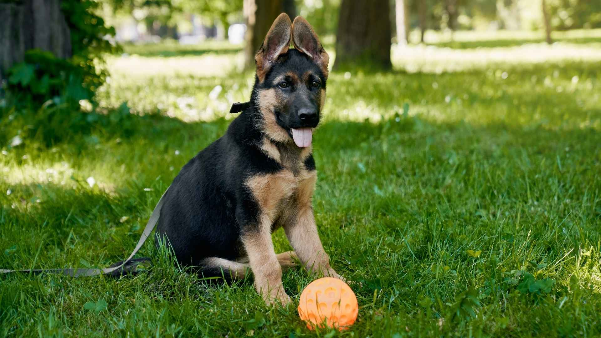 10 Dog Breeds That Guard Outdoor Toys From Stray Animals
