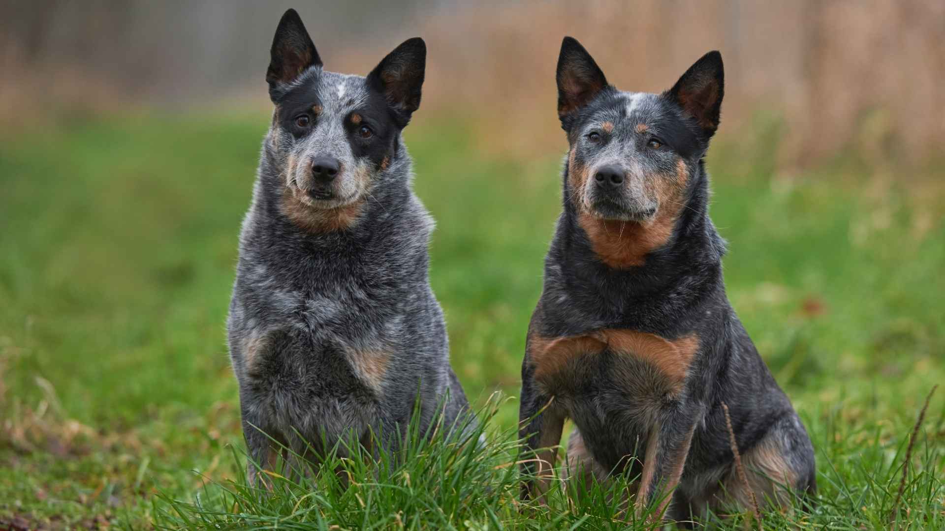 10 Dog Breeds That Have The Healthiest Guts and Fewer Tummy Issues