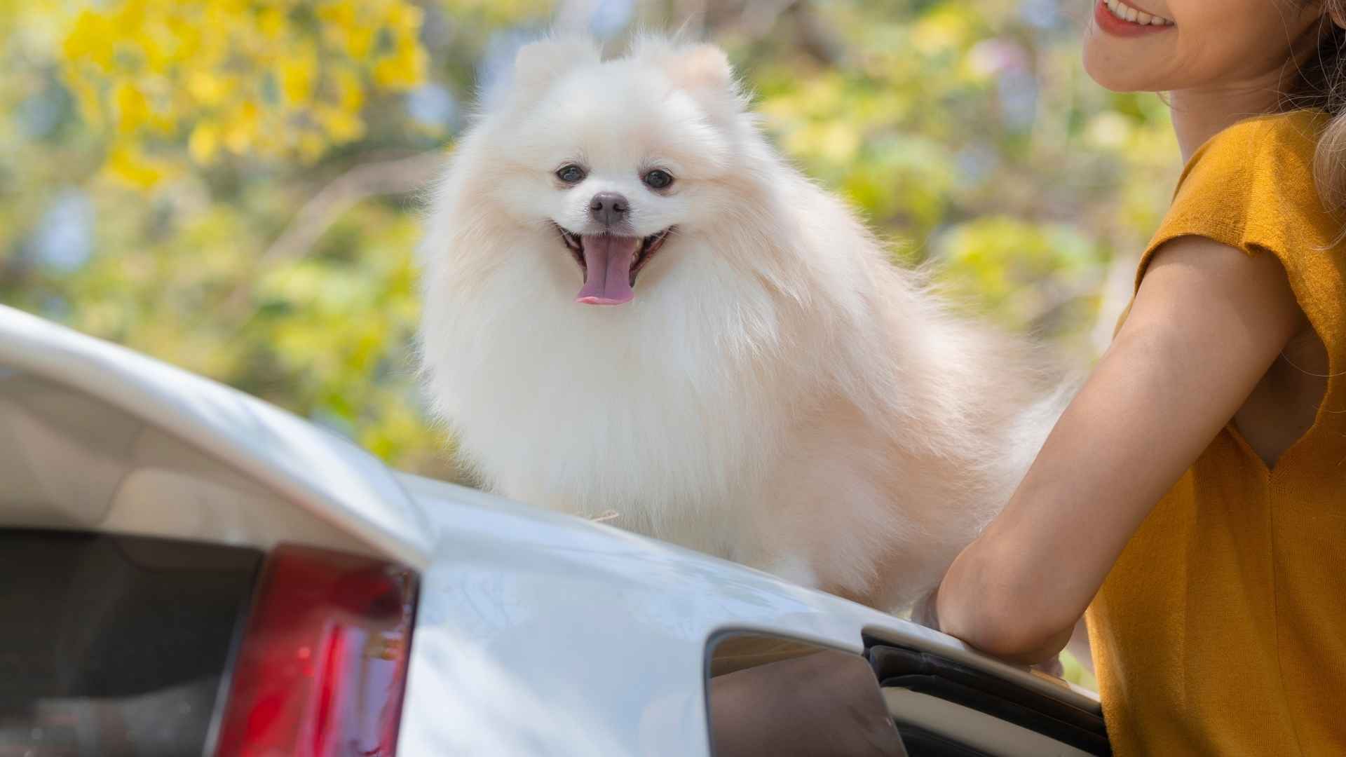10 Dog Breeds That Love Sunday Drives and Weekend Getaways
