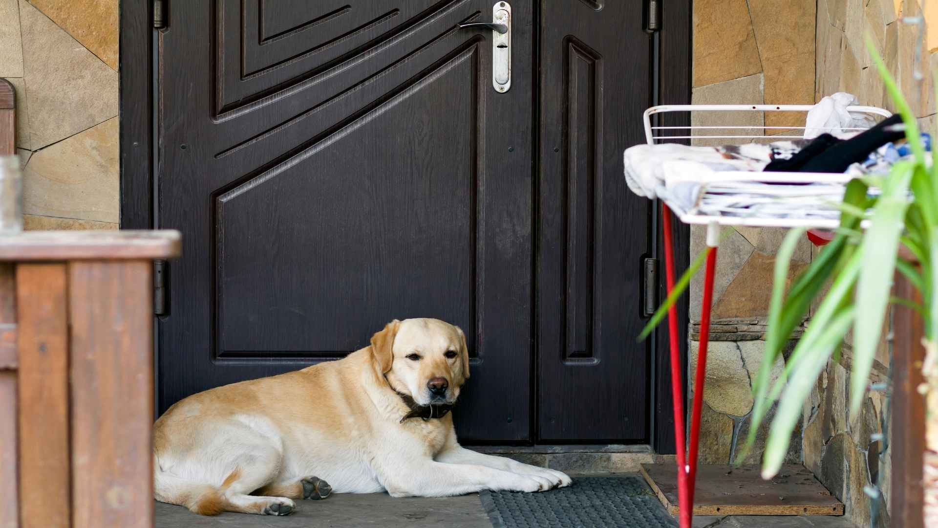 10 Dog Breeds That Push Doors Open For Elderly Owners