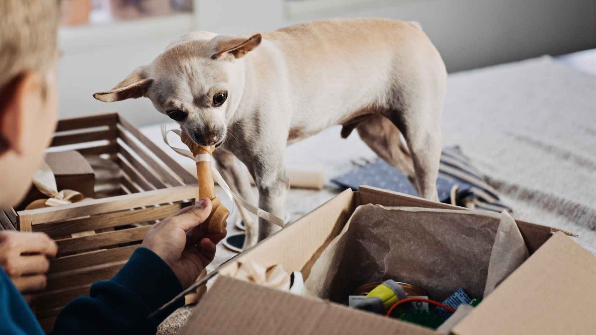 10 Dog Breeds That Put Their Toys Back Into Boxes