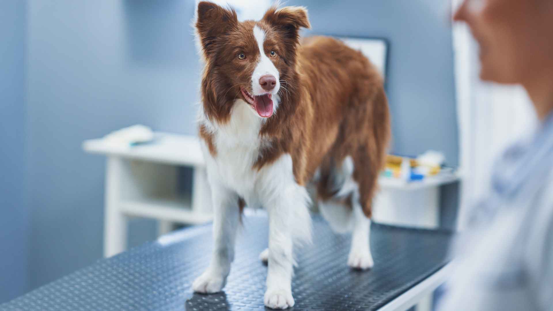 10 Dog Breeds That Rarely Need Vet Visits