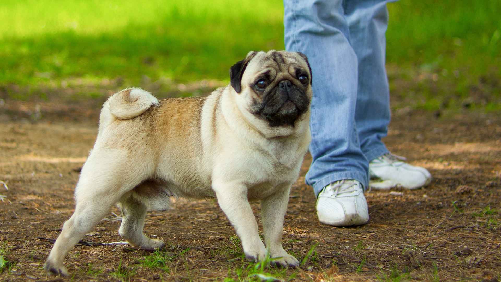 10 Dog Breeds That Refuse To Go Outside Without Owners