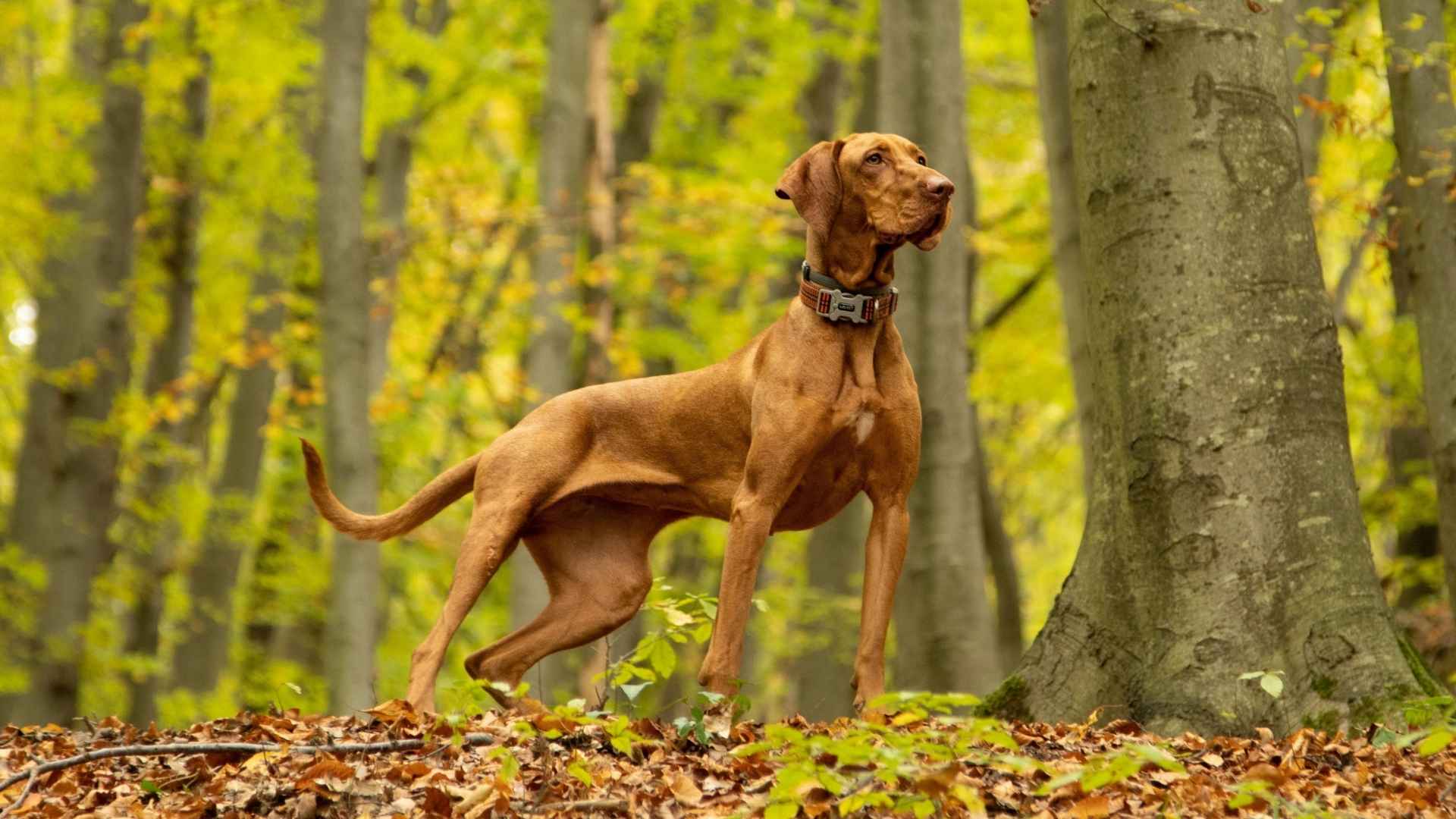 10 Dog Breeds That Remain Fearless In Forest Trails