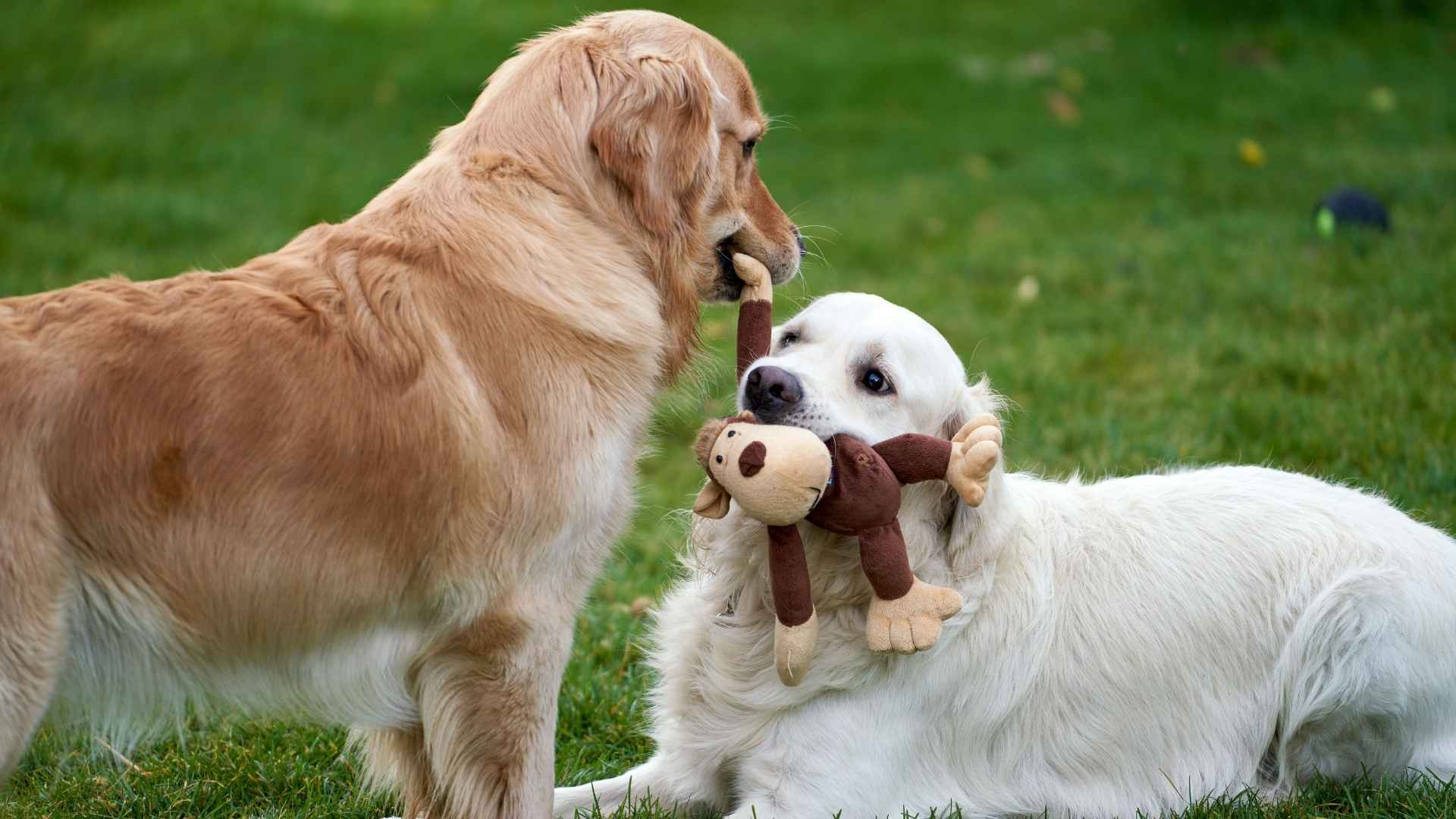 10 Dog Breeds That Share Toys With Neighbor Dogs Happily