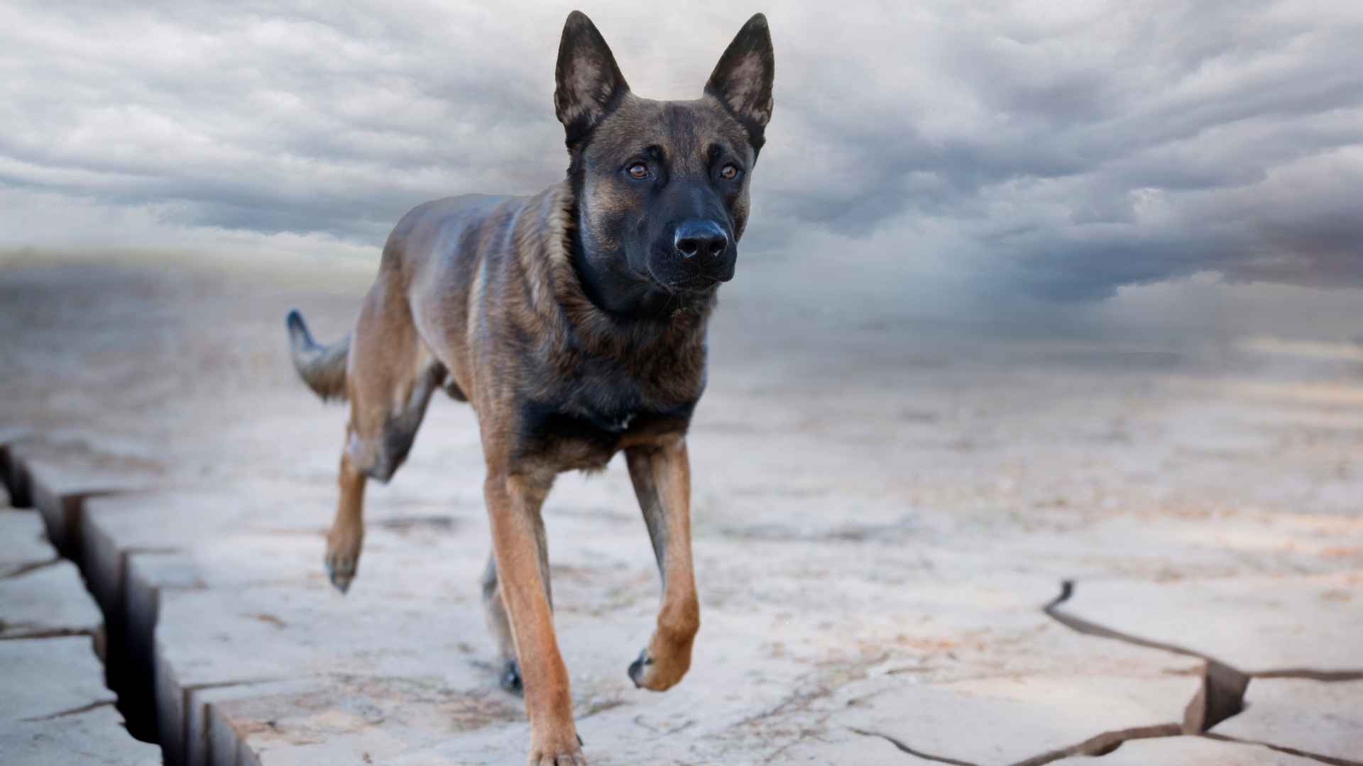10 Dog Breeds That Stand Guard During Natural Disasters: Protective Canines