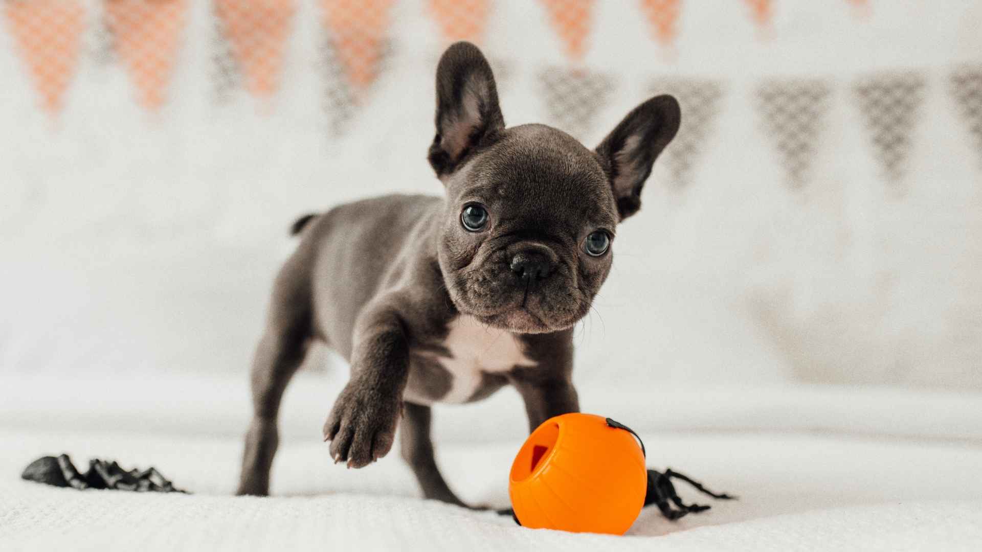 10 Dog Breeds That Stay Content Playing Alone