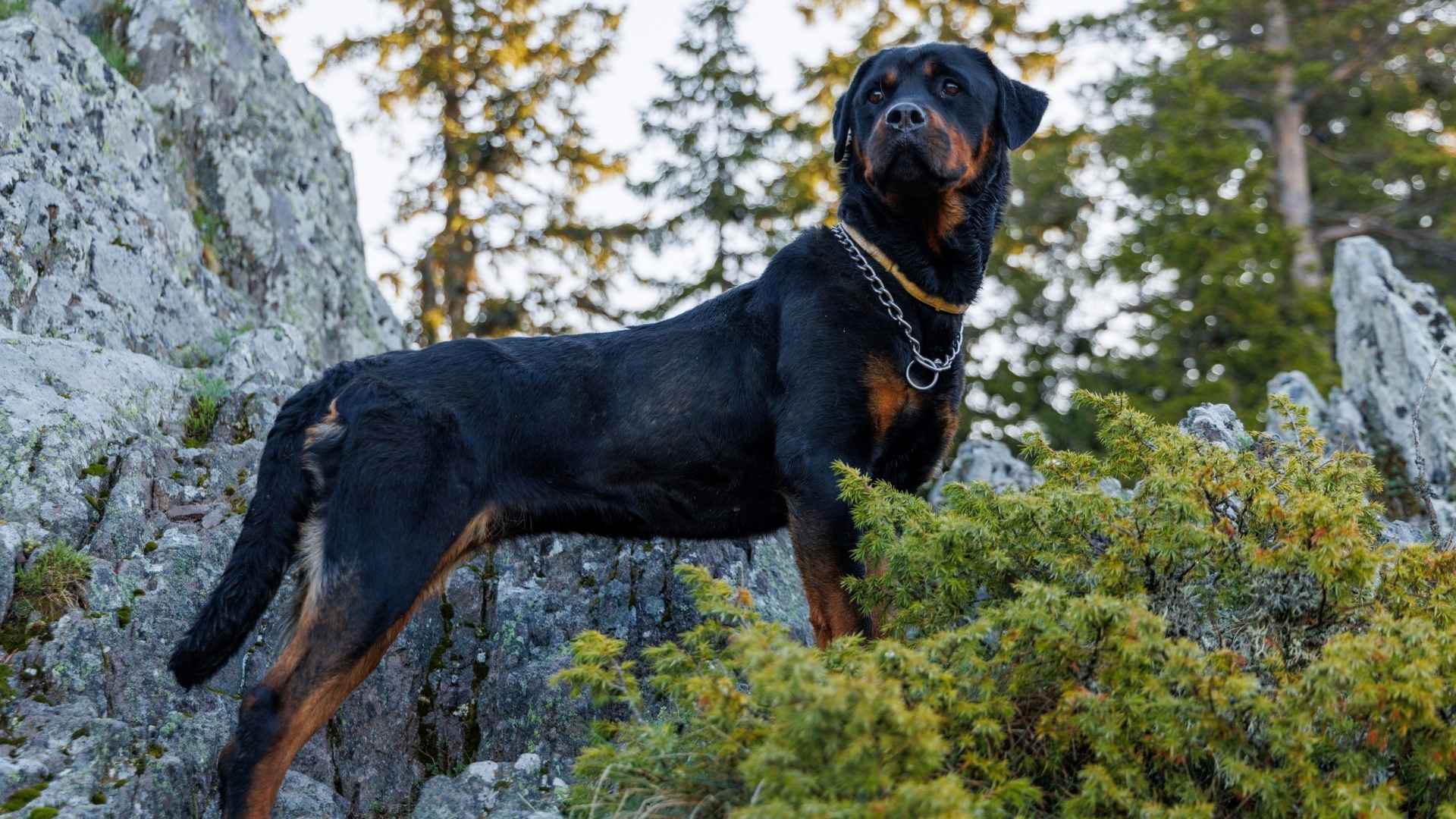 10 Dog Breeds That Stay Firm Even in Extreme Danger