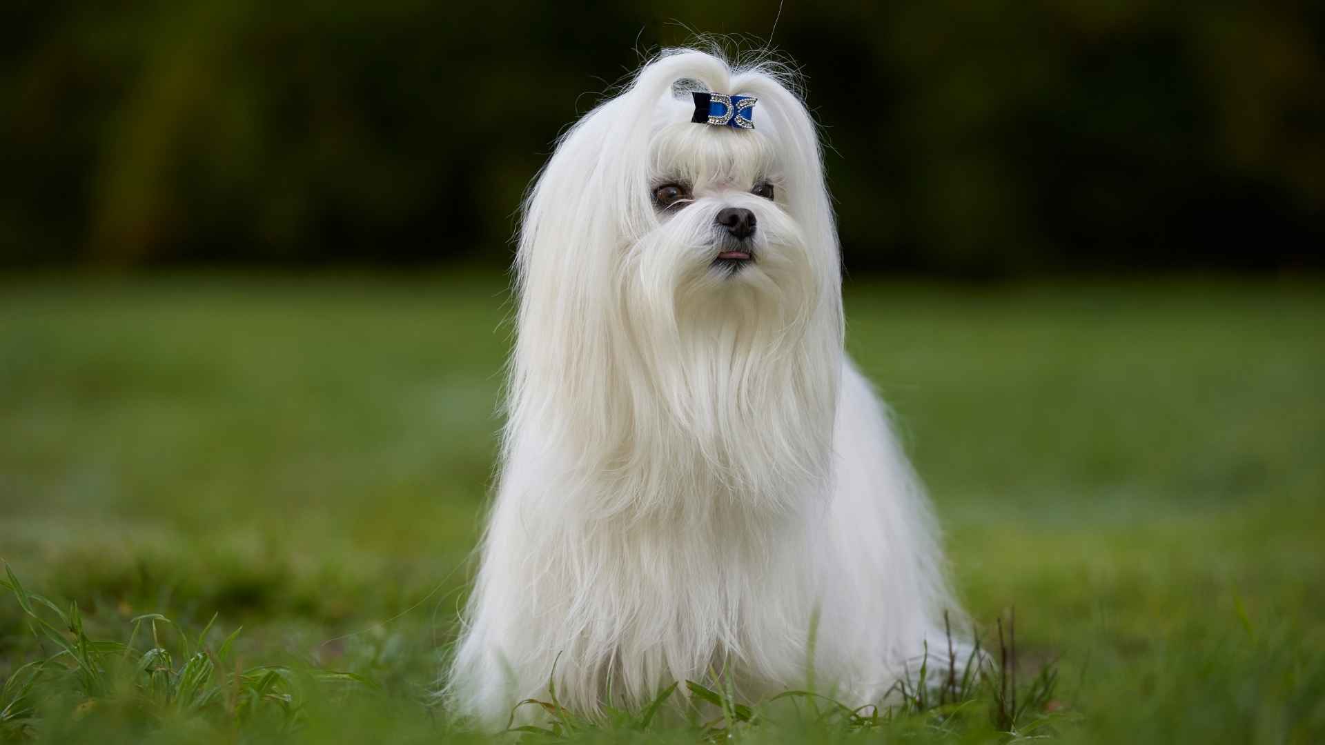 10 Dog Breeds That Stay Lightweight Like Small Puppies