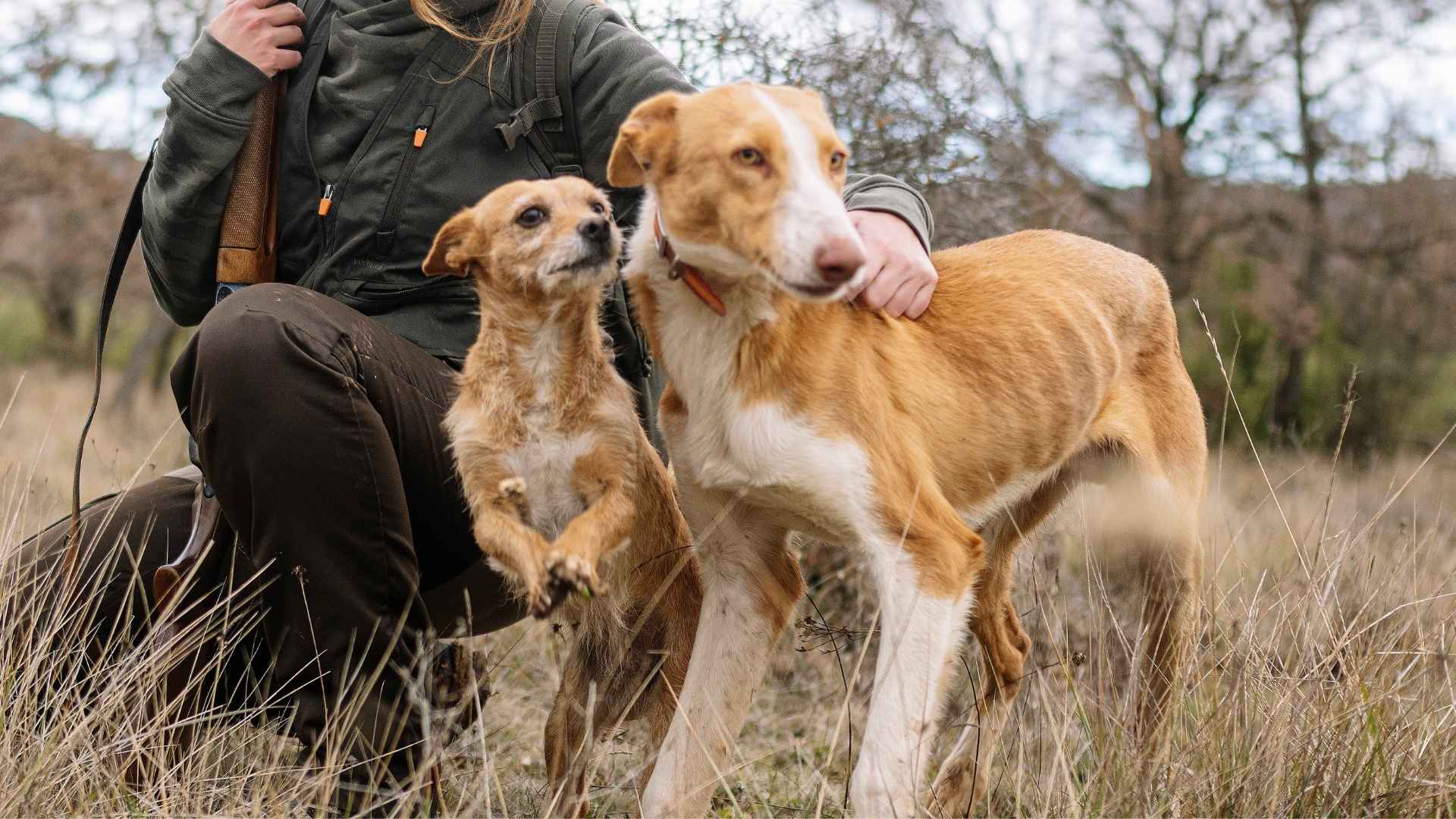 10 Dog Breeds That Train For Hunting In Extreme Terrains