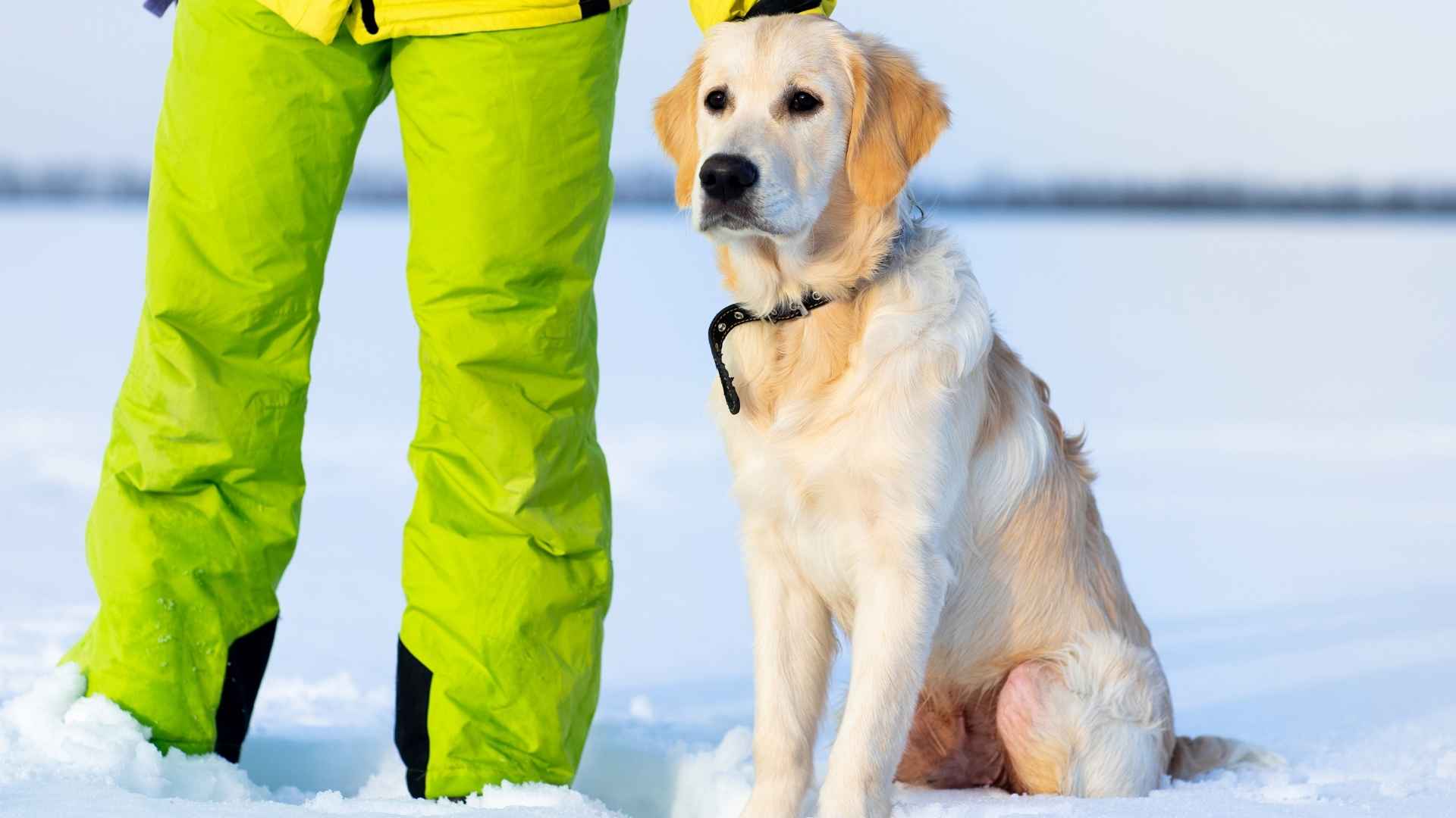 10 Dog Breeds Trained For Avalanche Rescue Team That Save Lives