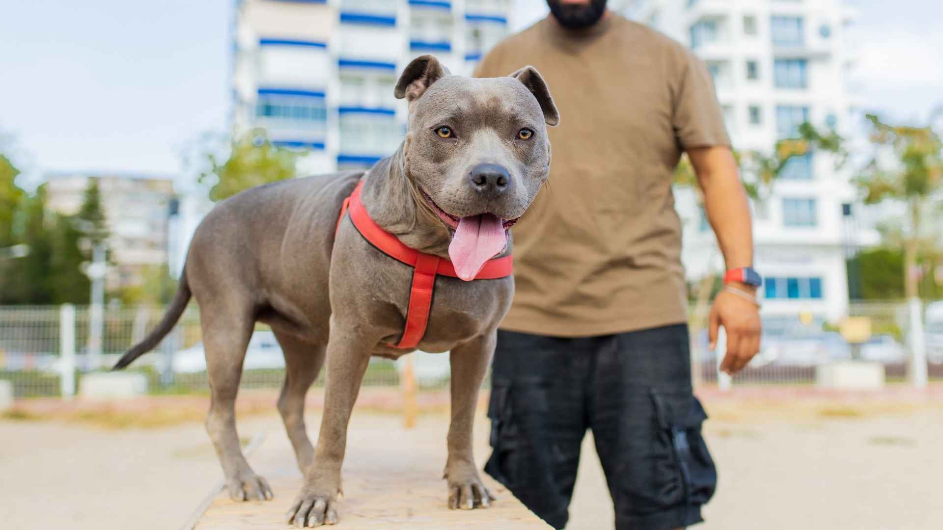 10 Dog Breeds Used for Celebrity Bodyguards