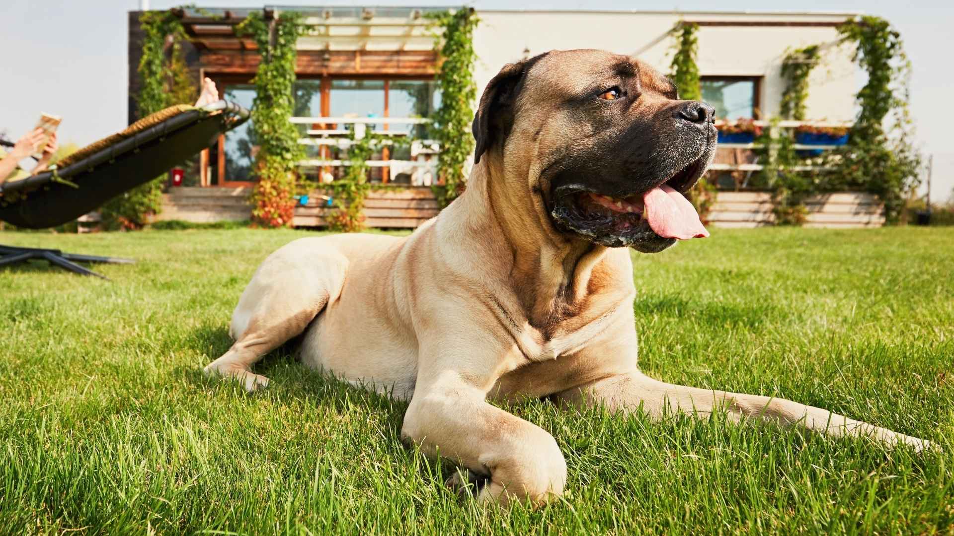 10 Dog Breeds Who Quietly Protect Their Families Vigilantly