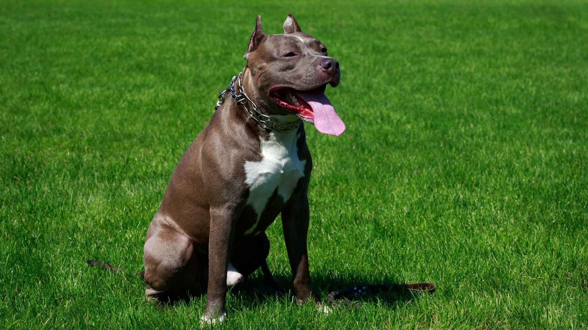 10 Dog Breeds With Best Muscle Genetics for Strength