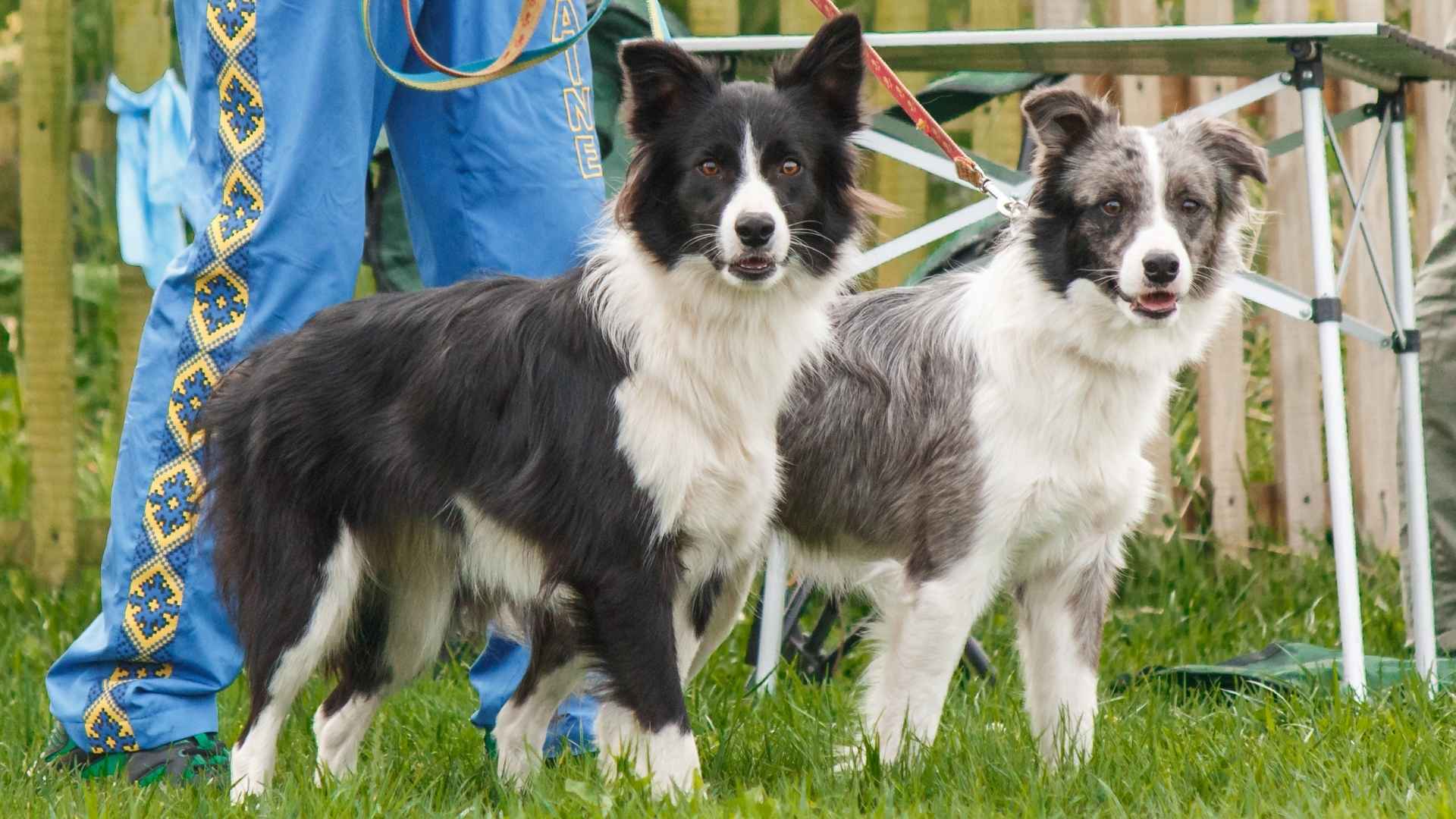 10 Dog Breeds With High Problem-Solving Skills That Could Outsmart You