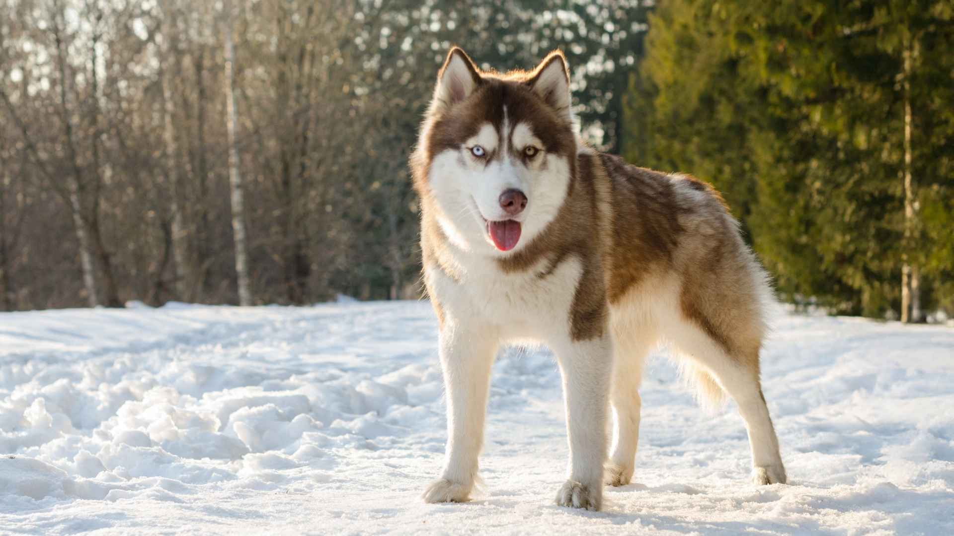 10 Dog Breeds With Mesmerizing Eyes You Can’t Stop Staring At