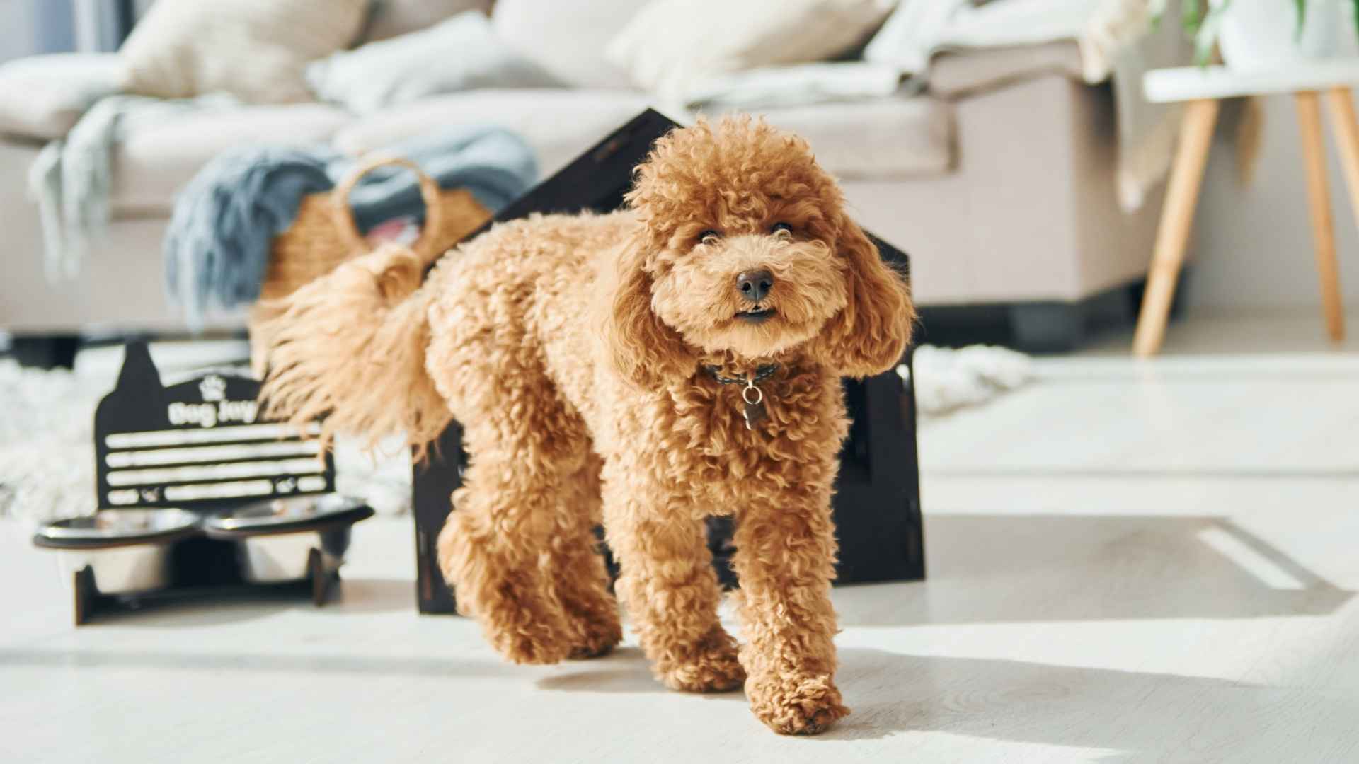10 Dog Breeds With Minimal Allergy Triggers for Allergy Sufferers