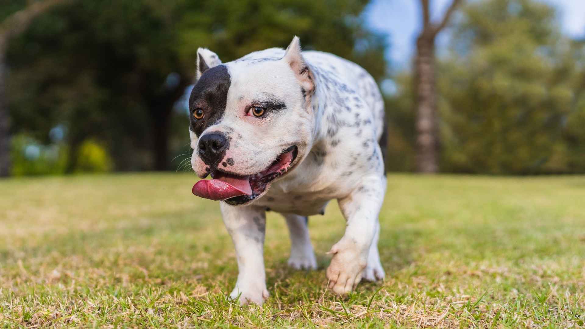 10 Dog Breeds With Natural Strongman-Like Appearance