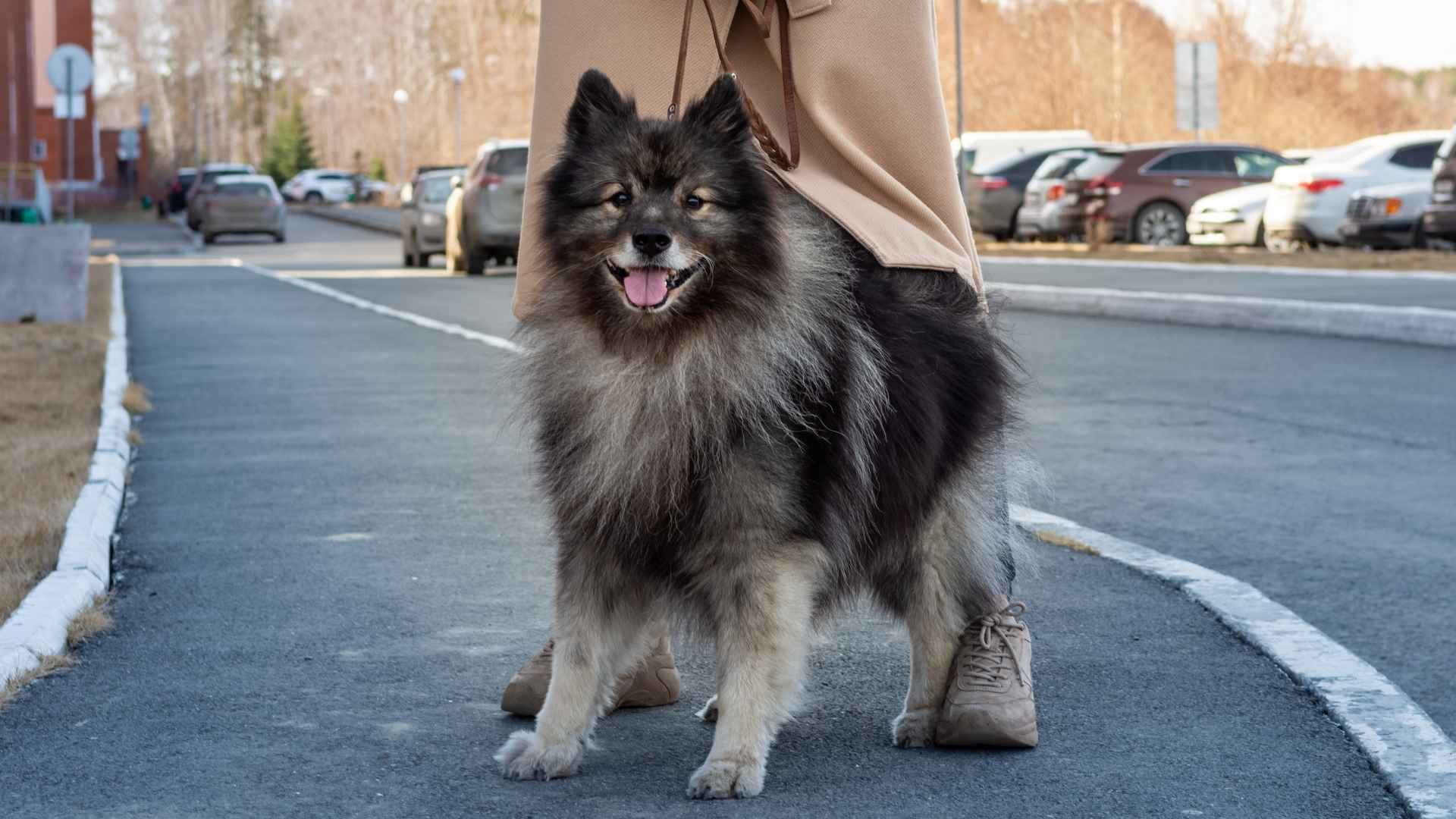 10 Dog Breeds With Naturally Fluffy Coats That Are Soft as Clouds