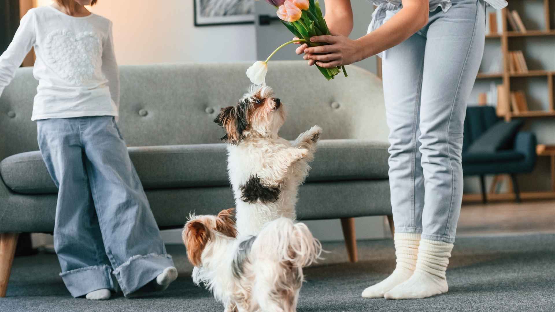 10 Dog Breeds With The Most Enthusiastic Greeting Rituals