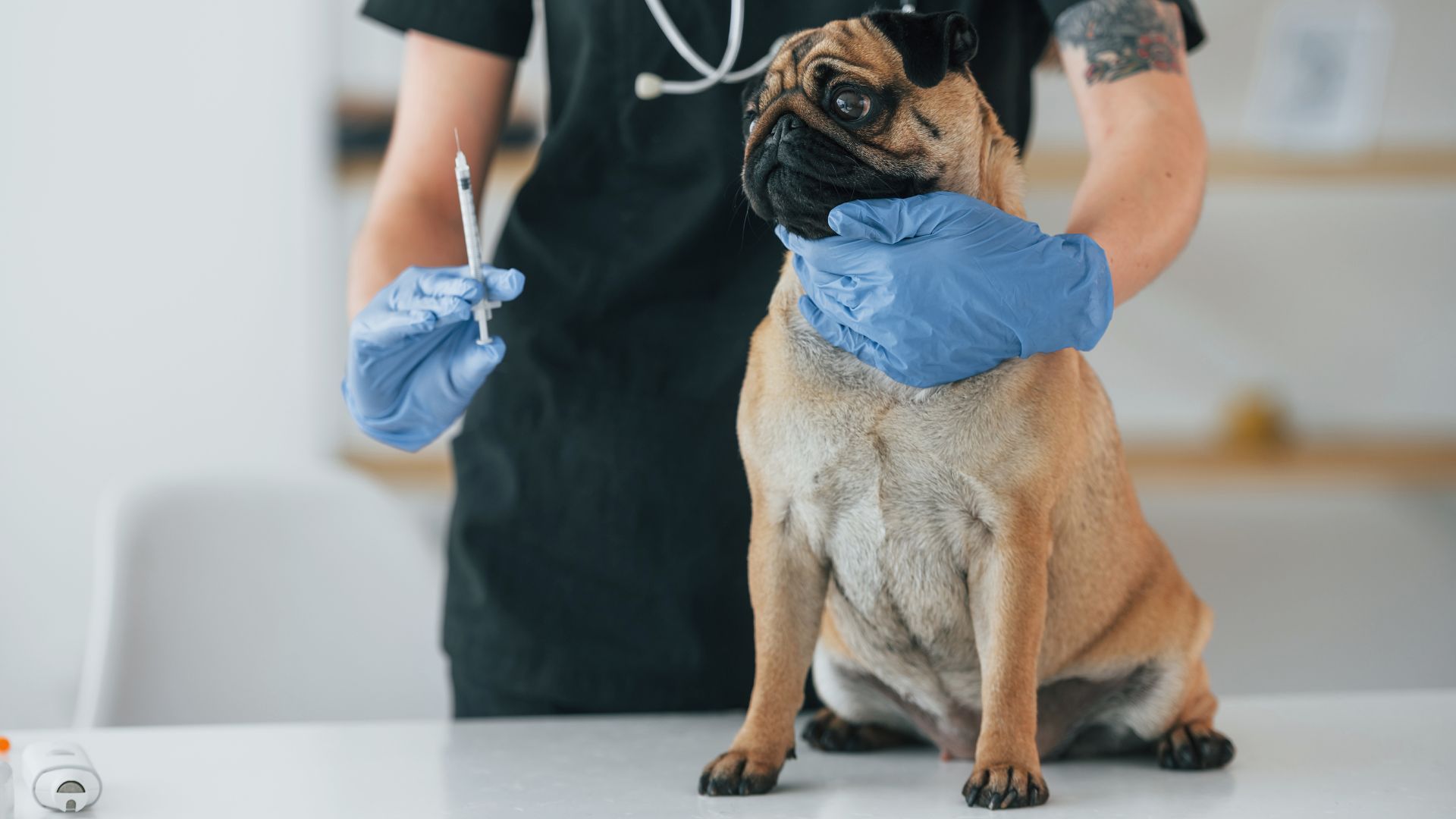 10 Dog Breeds With The Most Health Issues: Know Before You Adopt