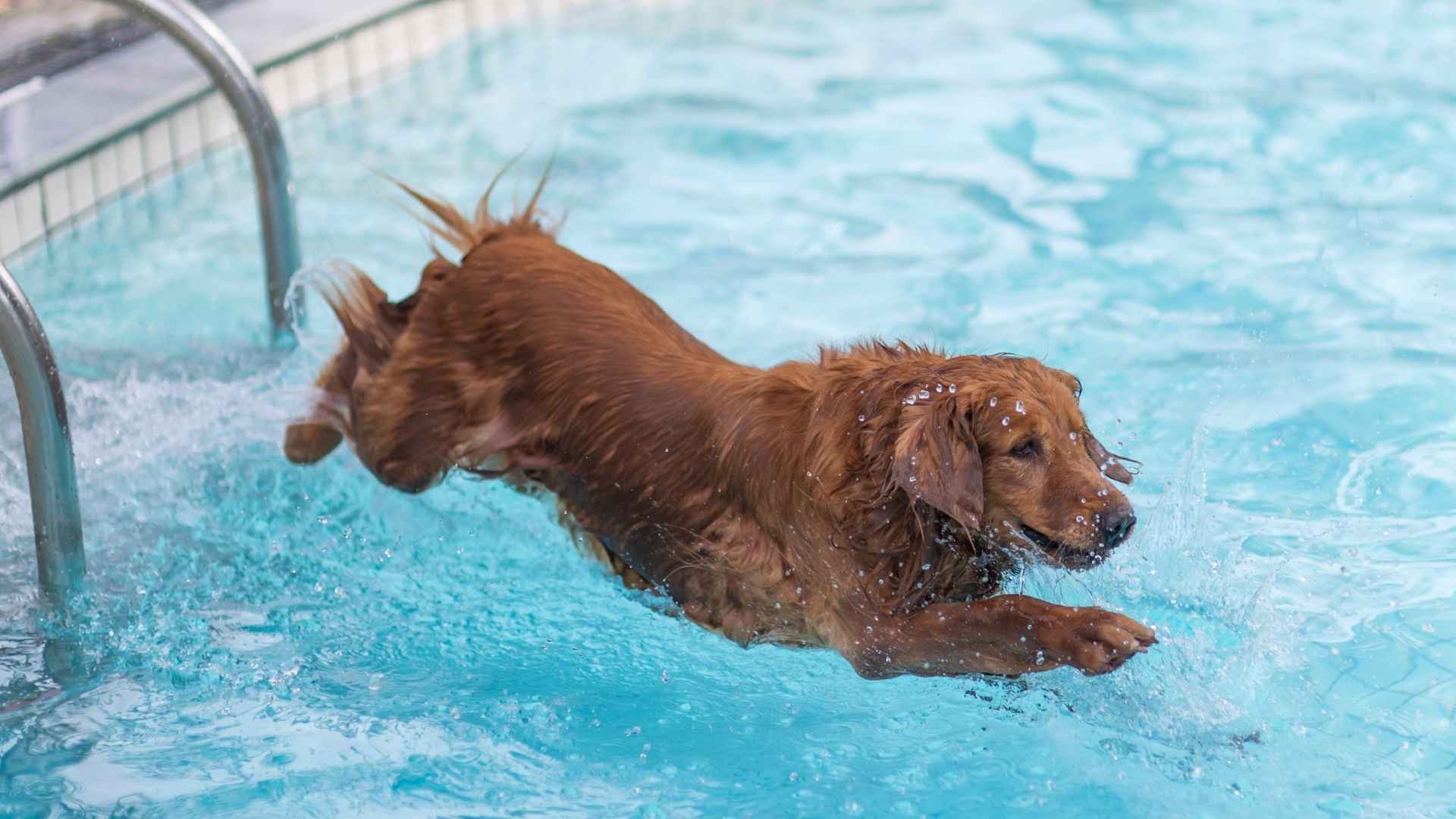 10 Dog Breeds With Waterproof Fur That Love to Swim