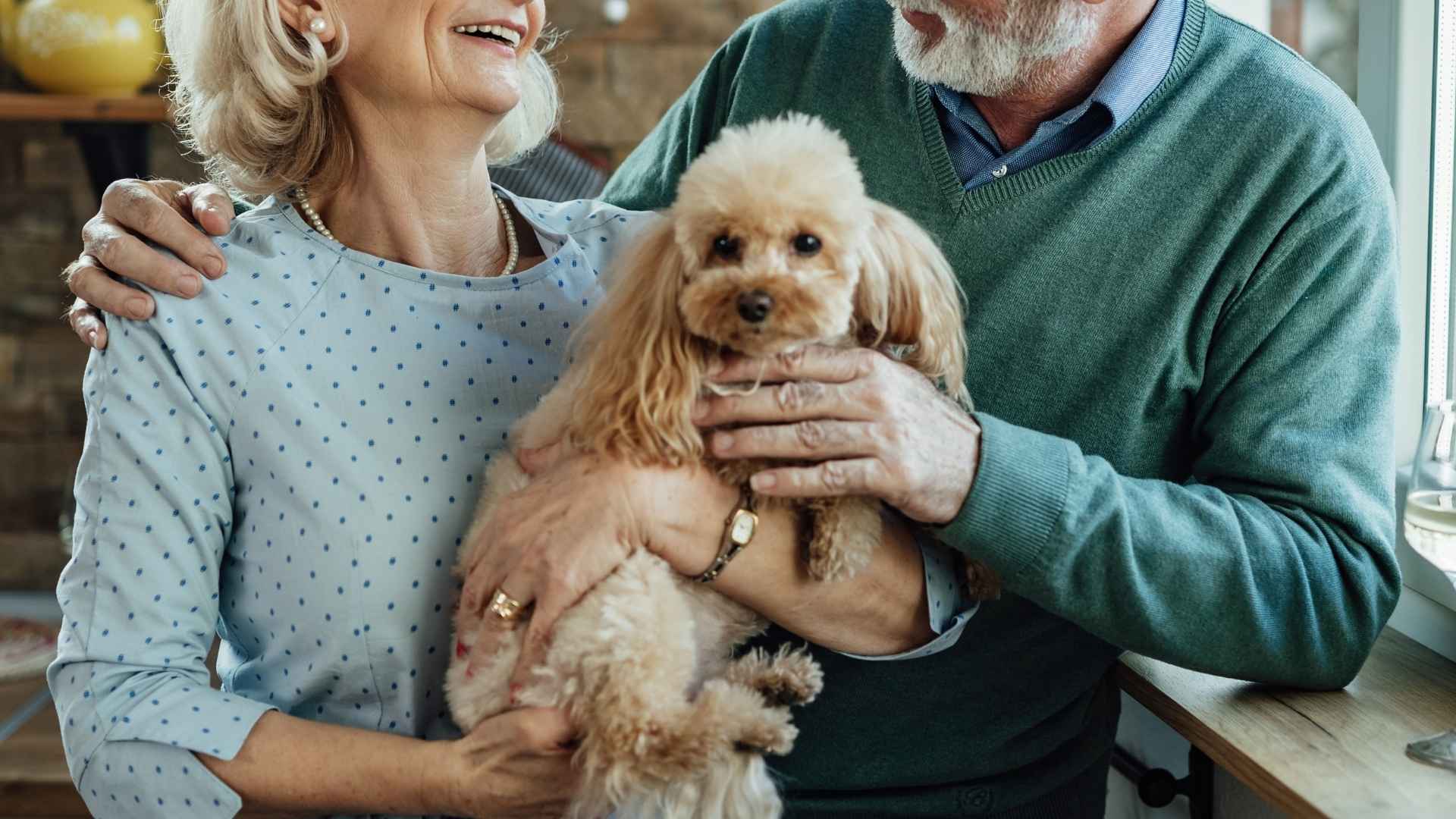 10 Dog Breeds for Baby Boomers Embracing Retirement